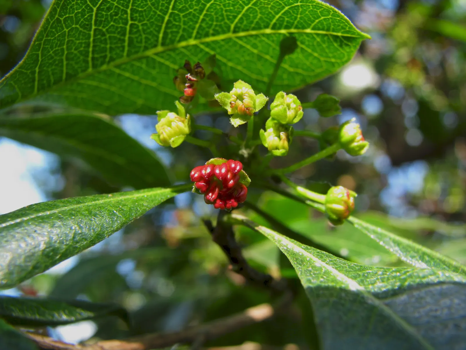 Green Hopseed Bush (Dodonaea Viscosa) — This bush thrives in USDA Hardiness Zones 9 through 11