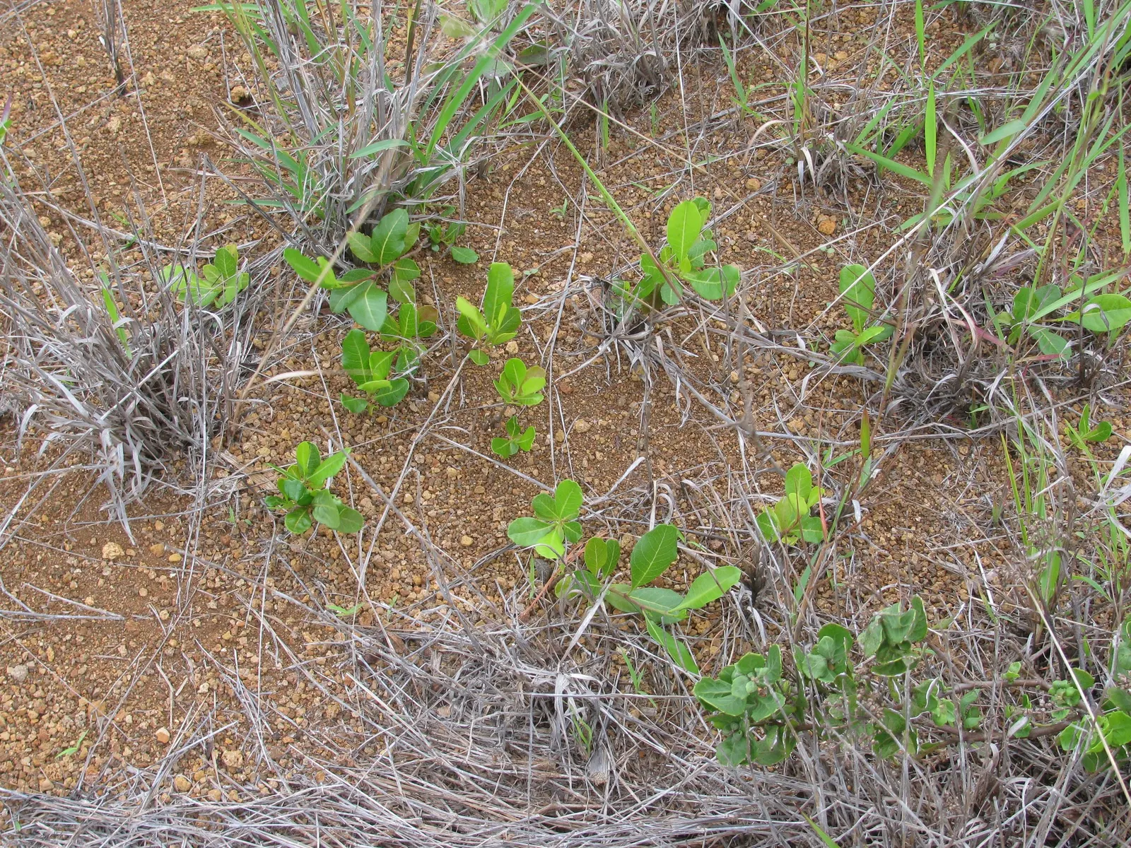 Green Hopseed Bush (Dodonaea Viscosa) — is an evergreen shrub that provides a lush