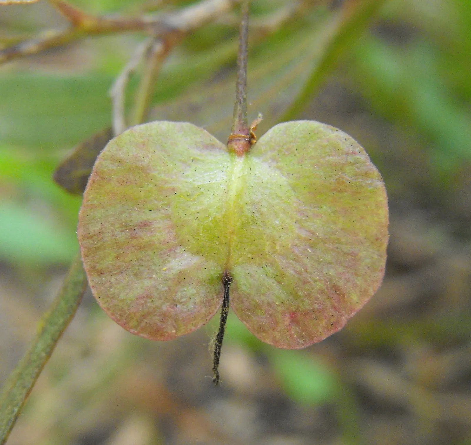 Green Hopseed Bush (Dodonaea Viscosa) — the Green Hopseed radiates a vibrant green hue