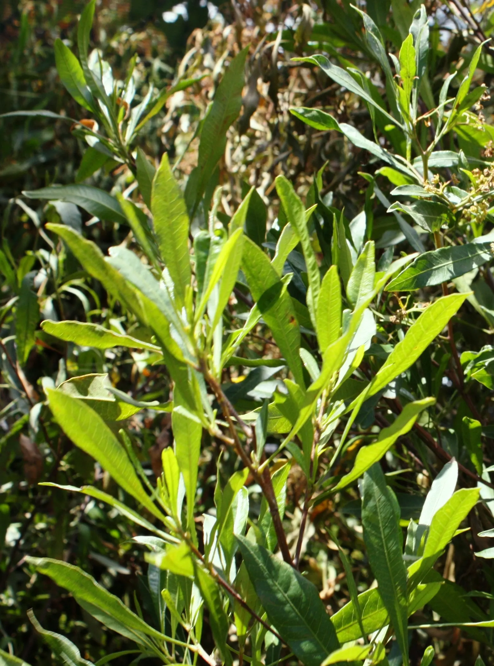 Green Hopseed Bush (Dodonaea Viscosa) — scientifically known as Dodonaea viscosa; inconspicuous flowers may appear in spring or summer