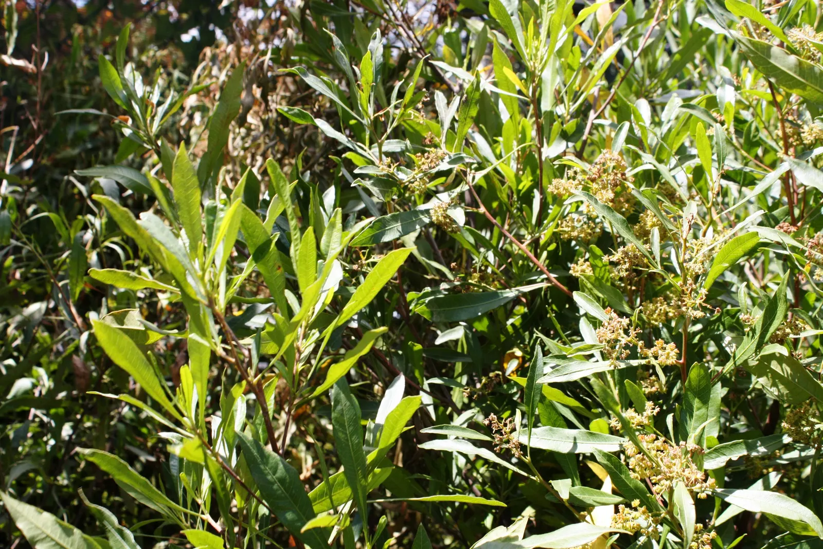 Green Hopseed Bush (Dodonaea Viscosa) — green and yellow flowers in the garden