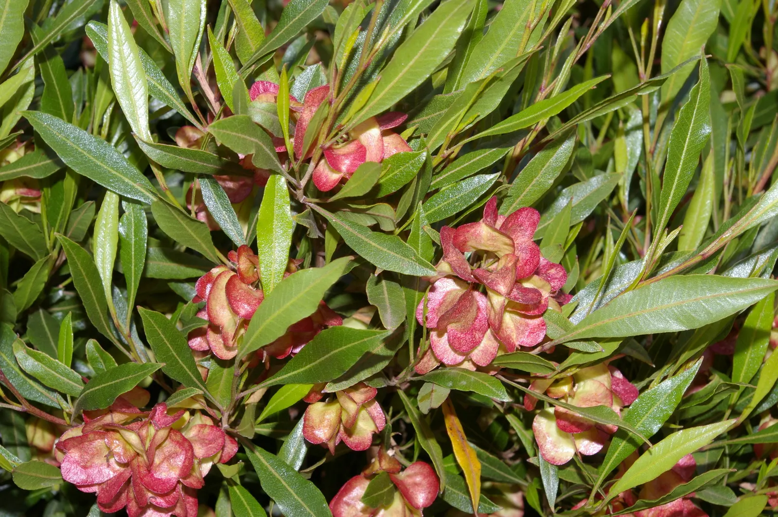 Green Hopseed Bush (Dodonaea Viscosa) — followed by attractive seed pods that change from chartreuse to tan as they mature.<br><br>For optimal, image 64