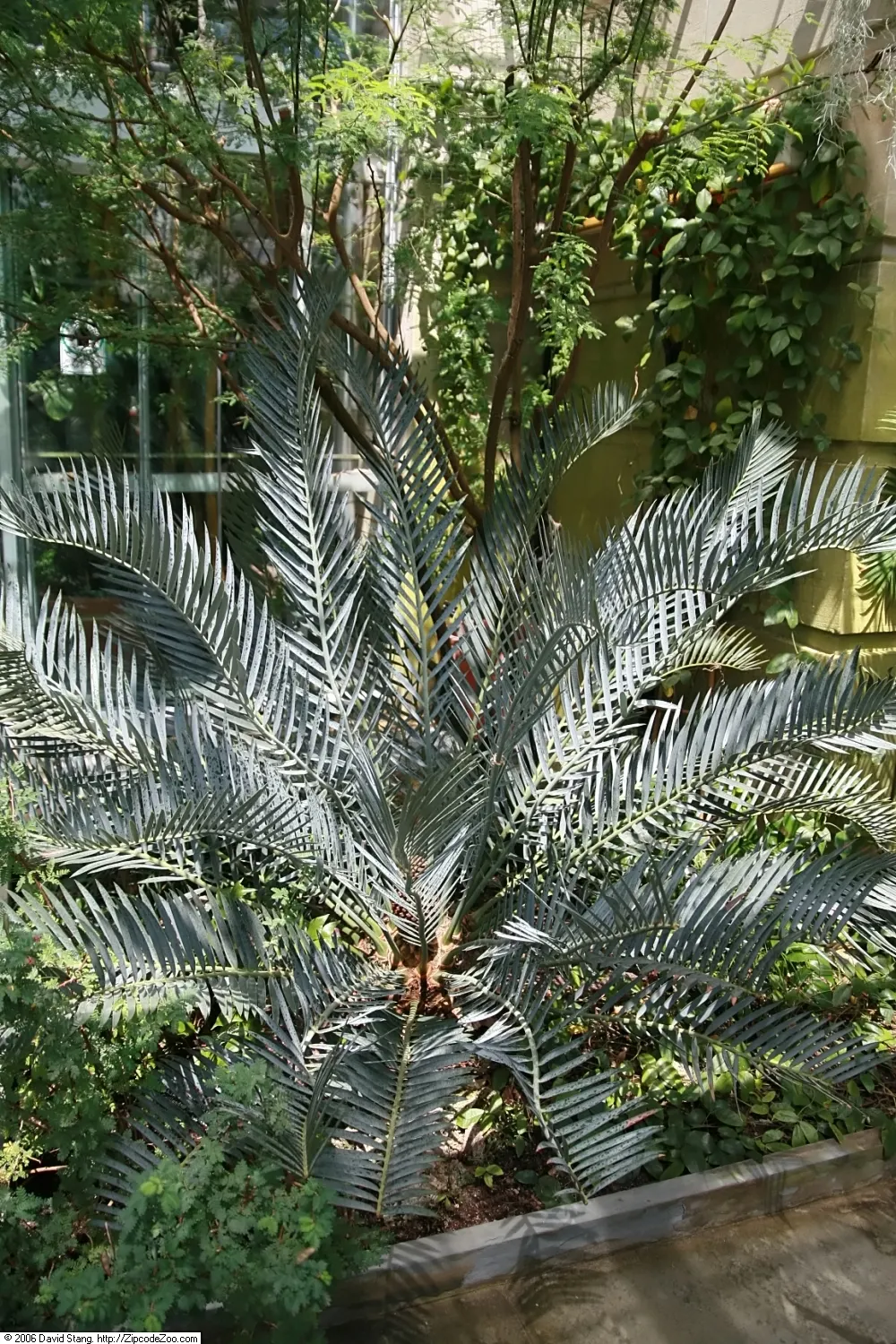 Karoo Cycad (Encephalartos Lehmannii) — greener foliage.<br><br>This slow-growing cycad is drought-tolerant