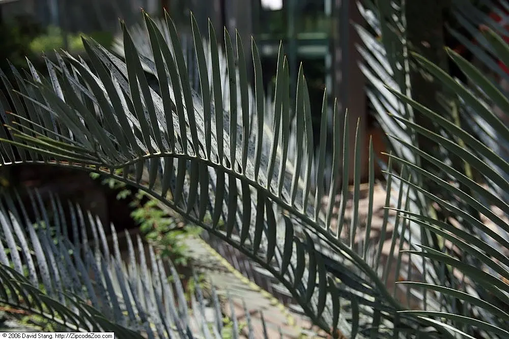 Karoo Cycad (Encephalartos Lehmannii) — This slow-growing cycad reaches up to 4-6 feet in height and 3-4 feet in width