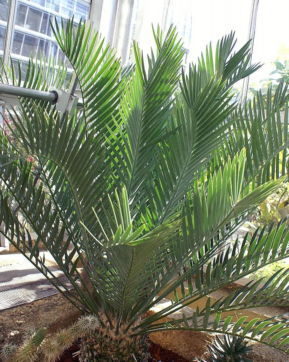 Karoo Cycad (Encephalartos Lehmannii) — the pinnate fronds can grow to a length of 3 to 4 feet