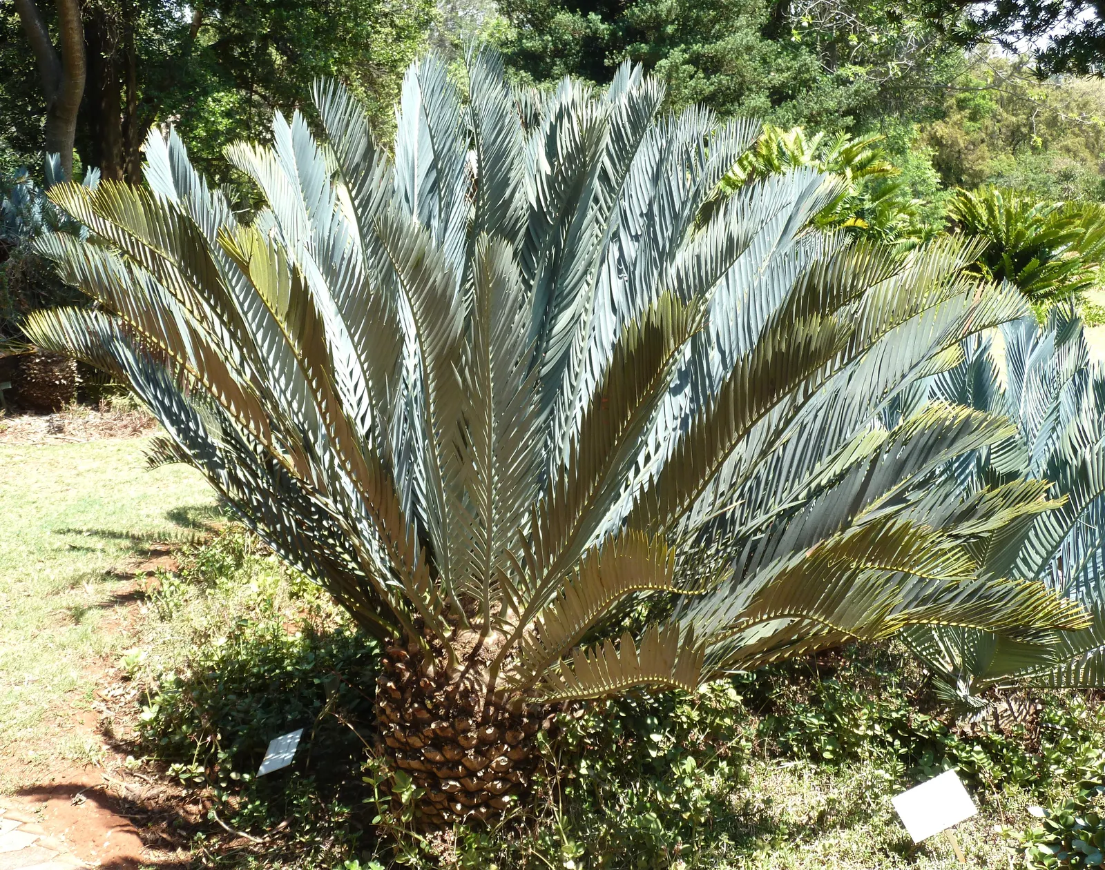 Karoo Cycad (Encephalartos Lehmannii) — scientifically named Encephalartos lehmannii