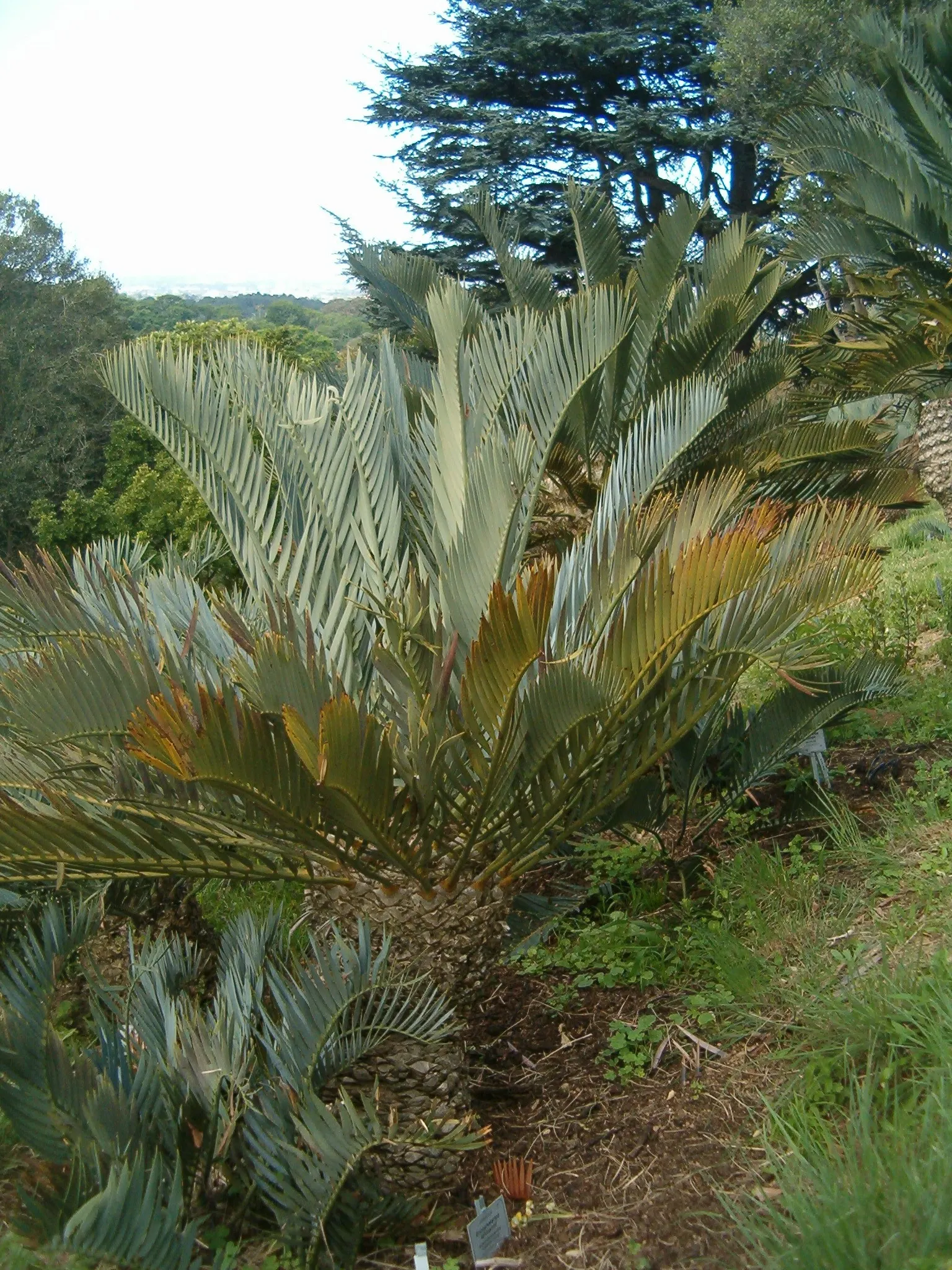 Karoo Cycad (Encephalartos Lehmannii) — For landscapes where conservation and sustainability are key