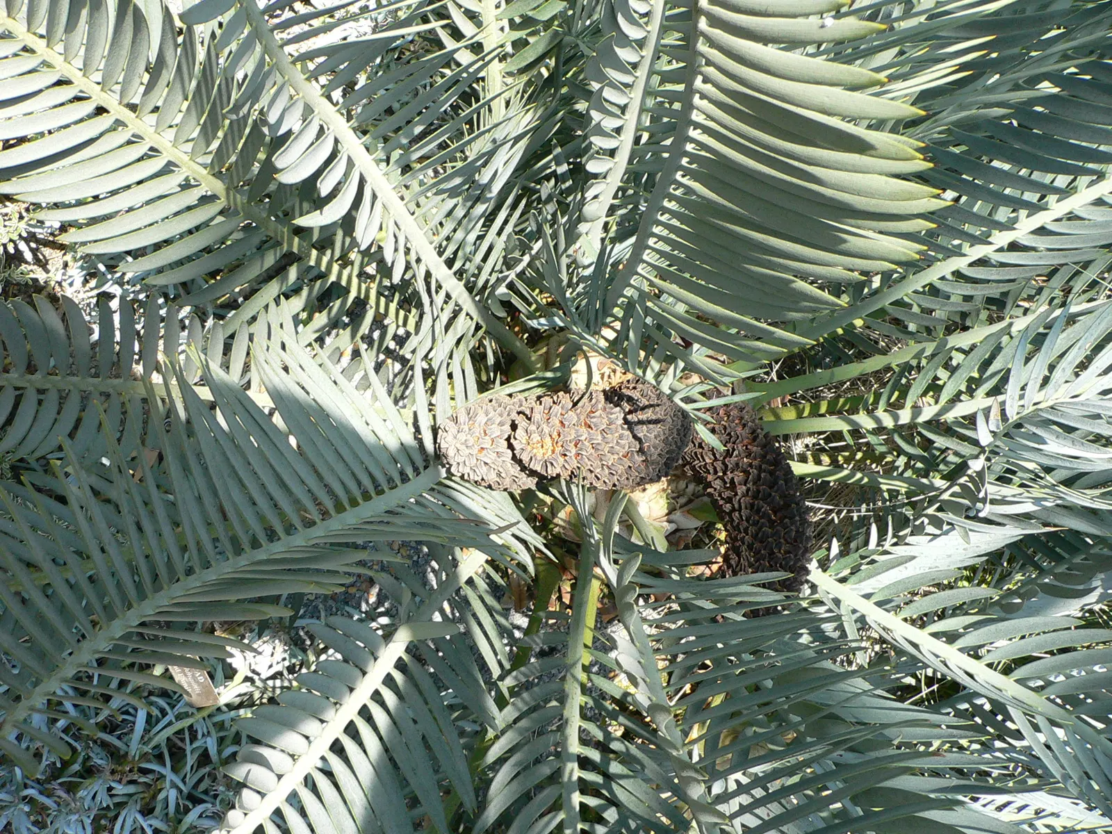 Karoo Cycad (Encephalartos Lehmannii) — Noteworthy for their vibrant color and unique texture