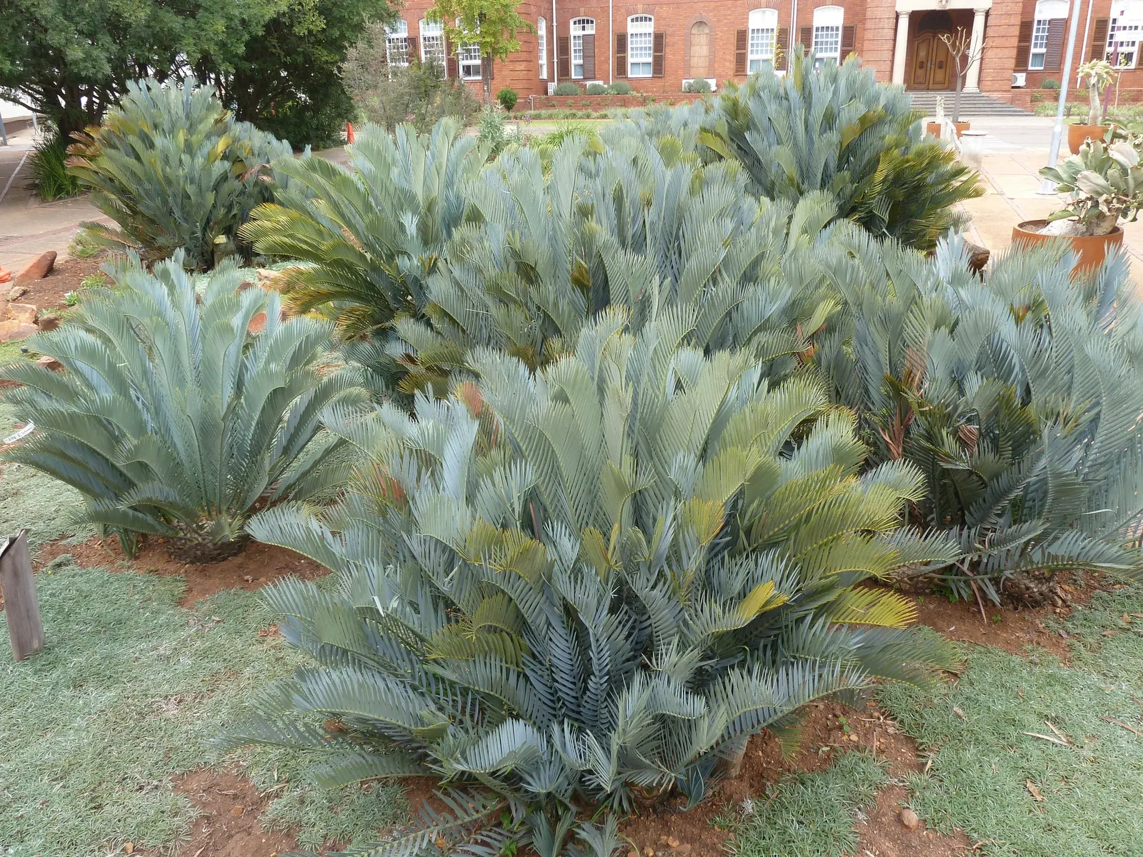 Karoo Cycad (Encephalartos Lehmannii) — offering a robust appearance.<br><br>Crowned with a dense rosette of blue-green leaves