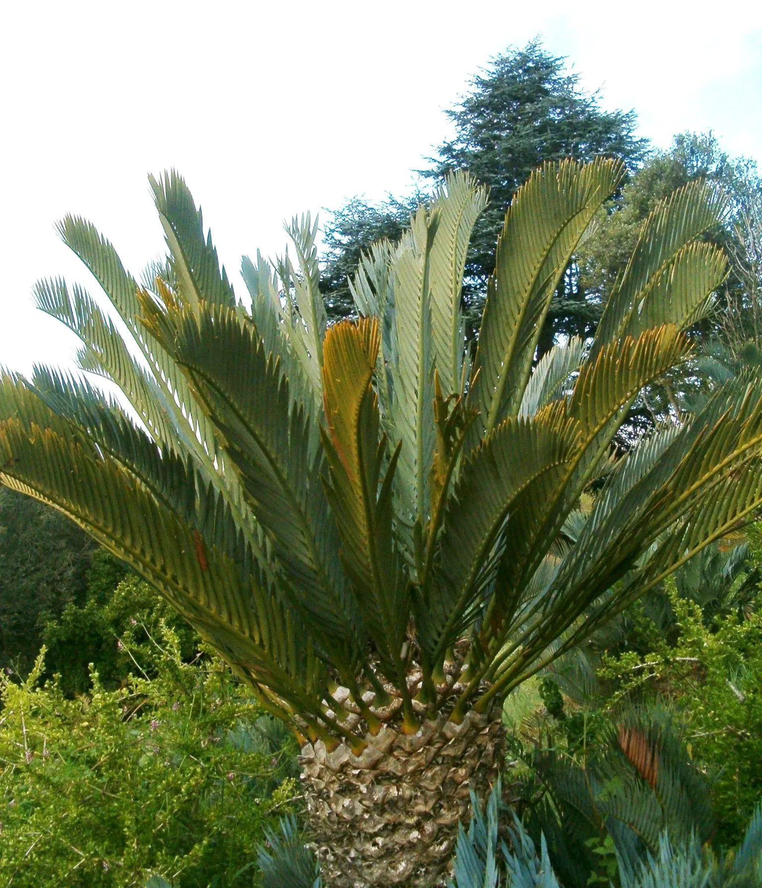 Karoo Cycad (Encephalartos Lehmannii) — offering a touch of ancient allure to modern gardens