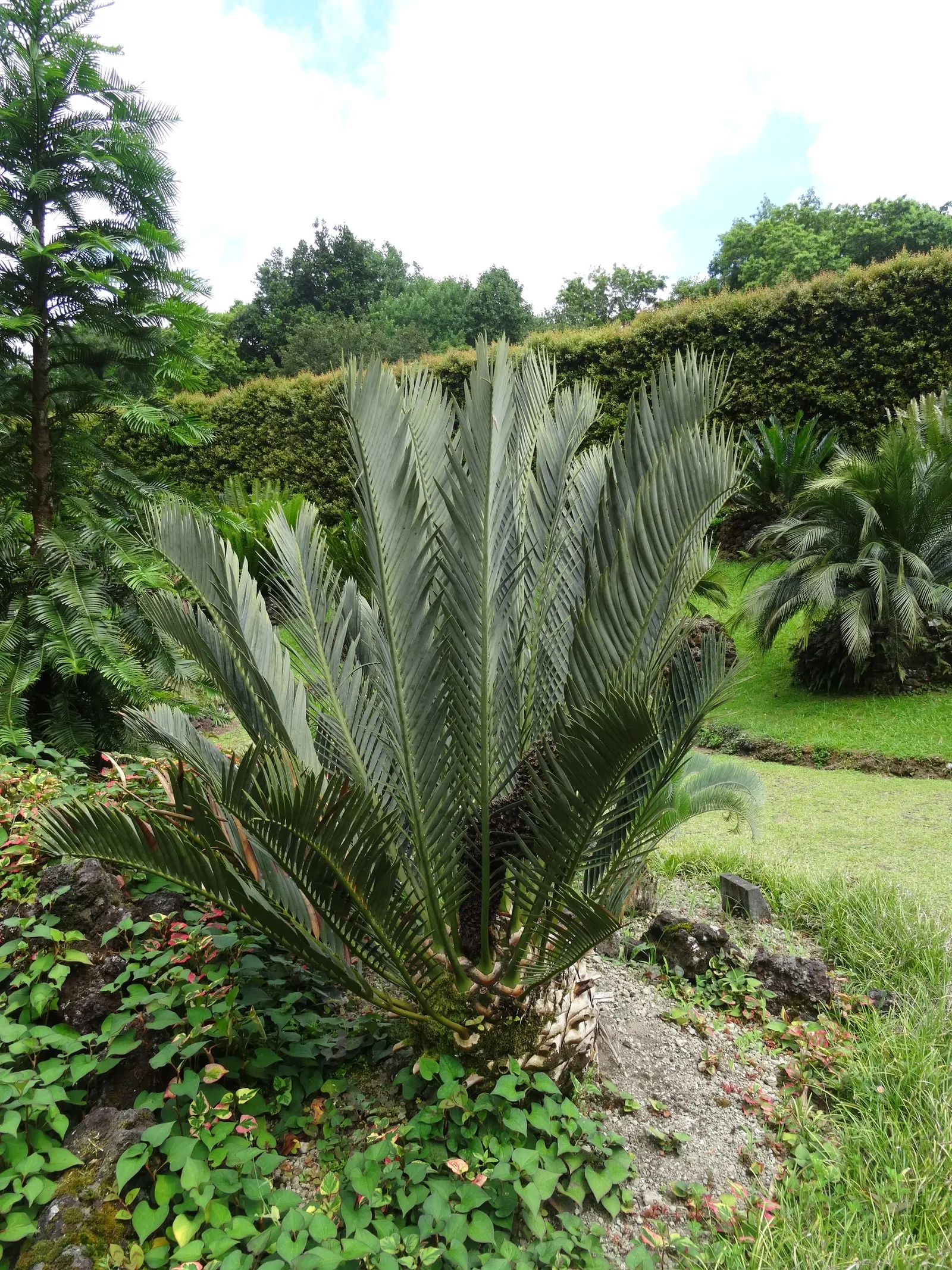 Karoo Cycad (Encephalartos Lehmannii) — It sports rigid, blue-green leaves that form a dense rosette, yielding a distinctive, sculptural presence