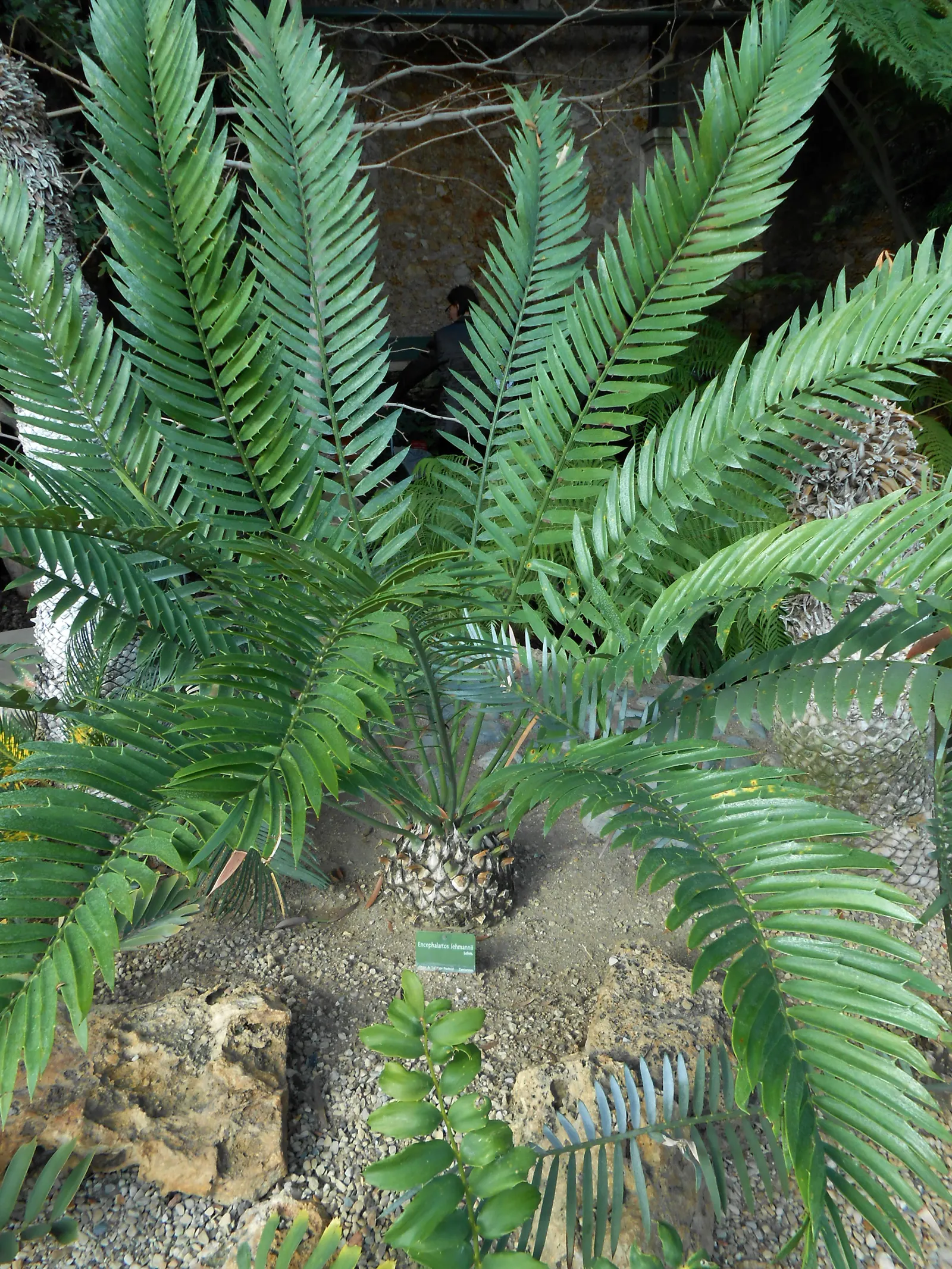 Karoo Cycad (Encephalartos Lehmannii) — The leaflets align themselves neatly along the rachis, presenting a rigid and somewhat spiky aspect