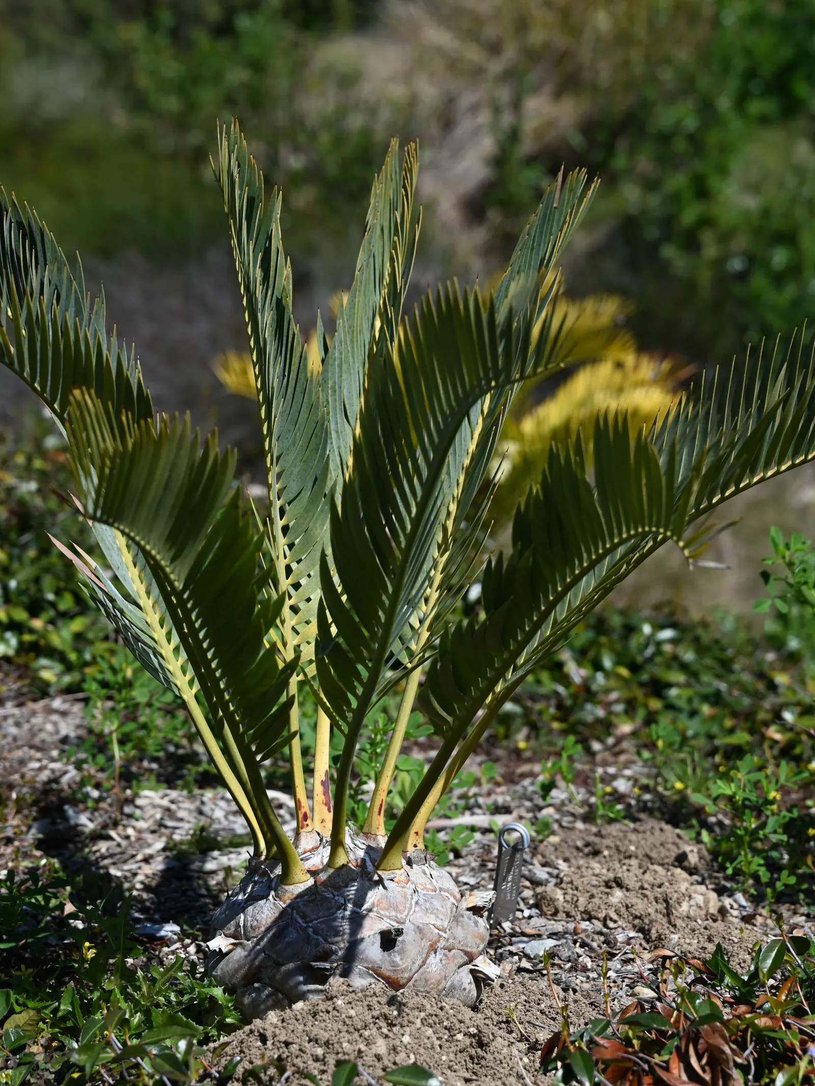 Karoo Cycad (Encephalartos Lehmannii) — this cycad possesses a stout
