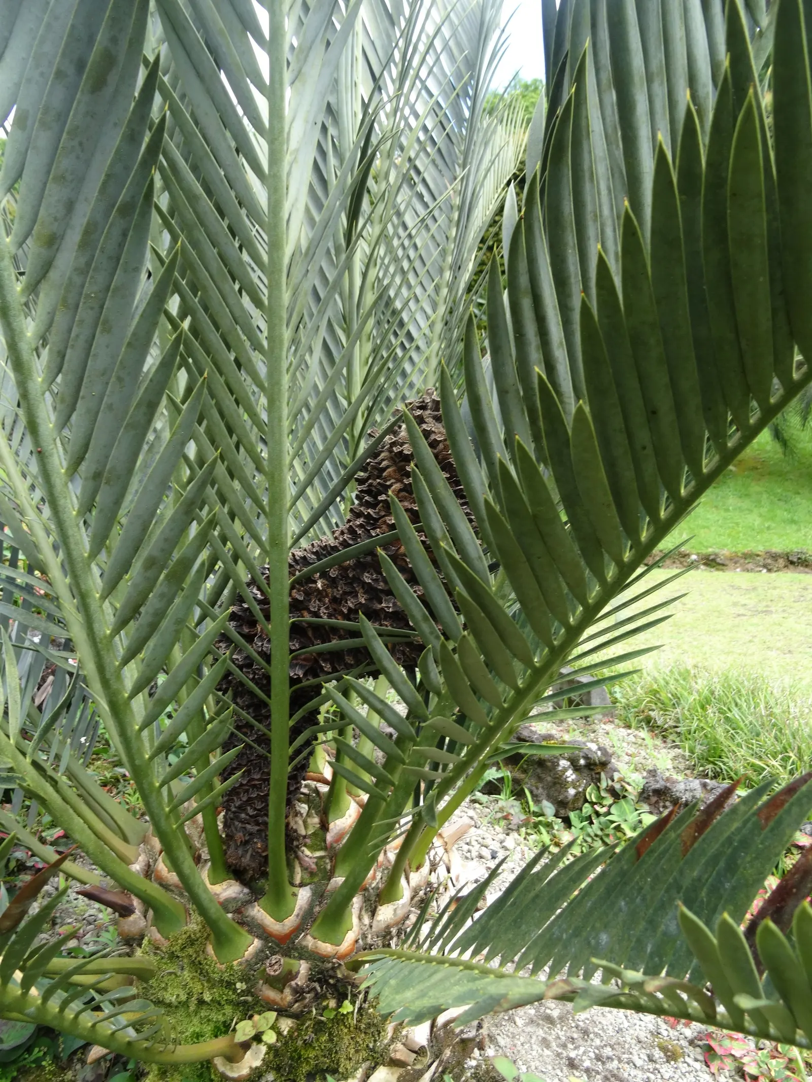 Karoo Cycad (Encephalartos Lehmannii) — columnar trunk that reaches up to 3 to 5 feet in height
