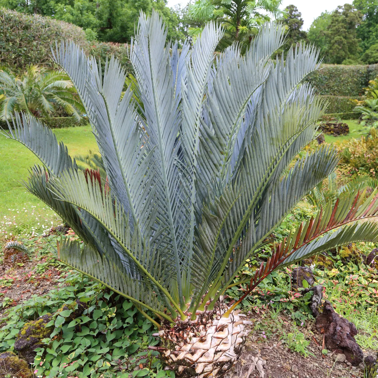 Karoo Cycad (Encephalartos Lehmannii) — Renowned for its resilience and captivating form