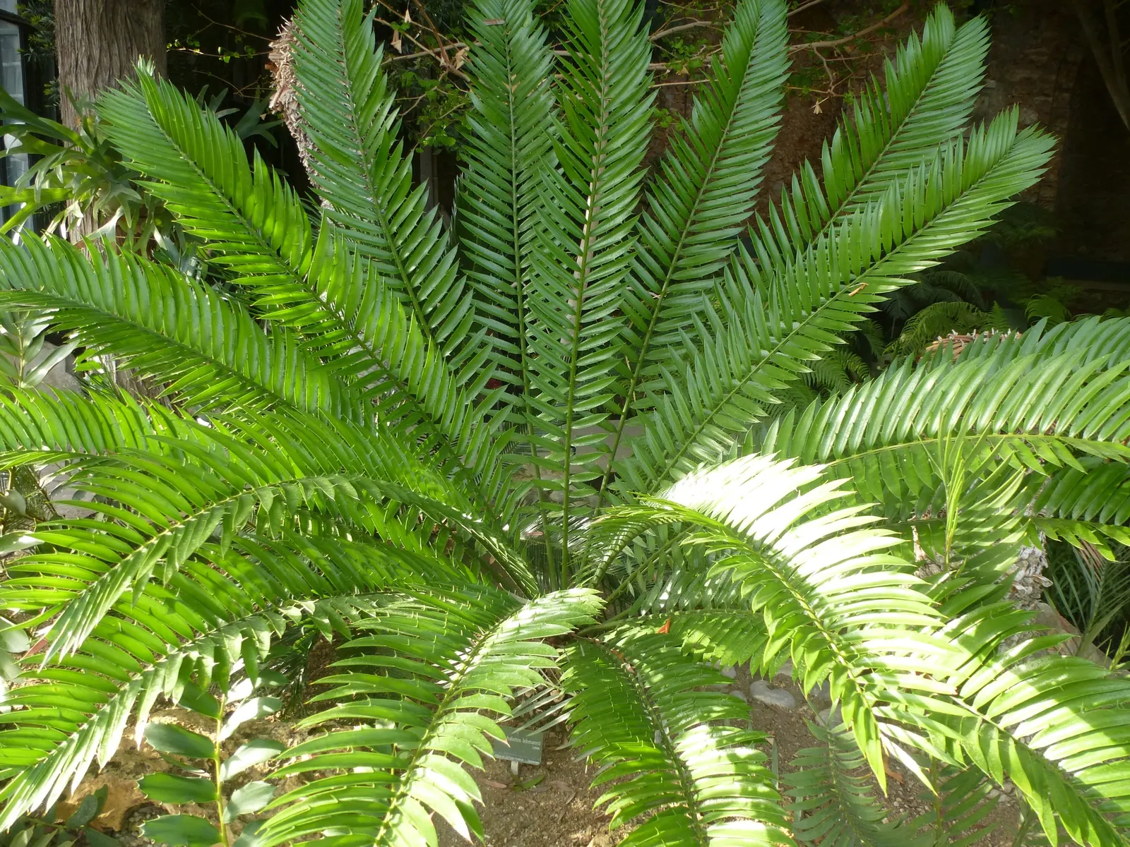 Karoo Cycad (Encephalartos Lehmannii) — meaning separate male and female plants produce cones - the males slender and the females thicker