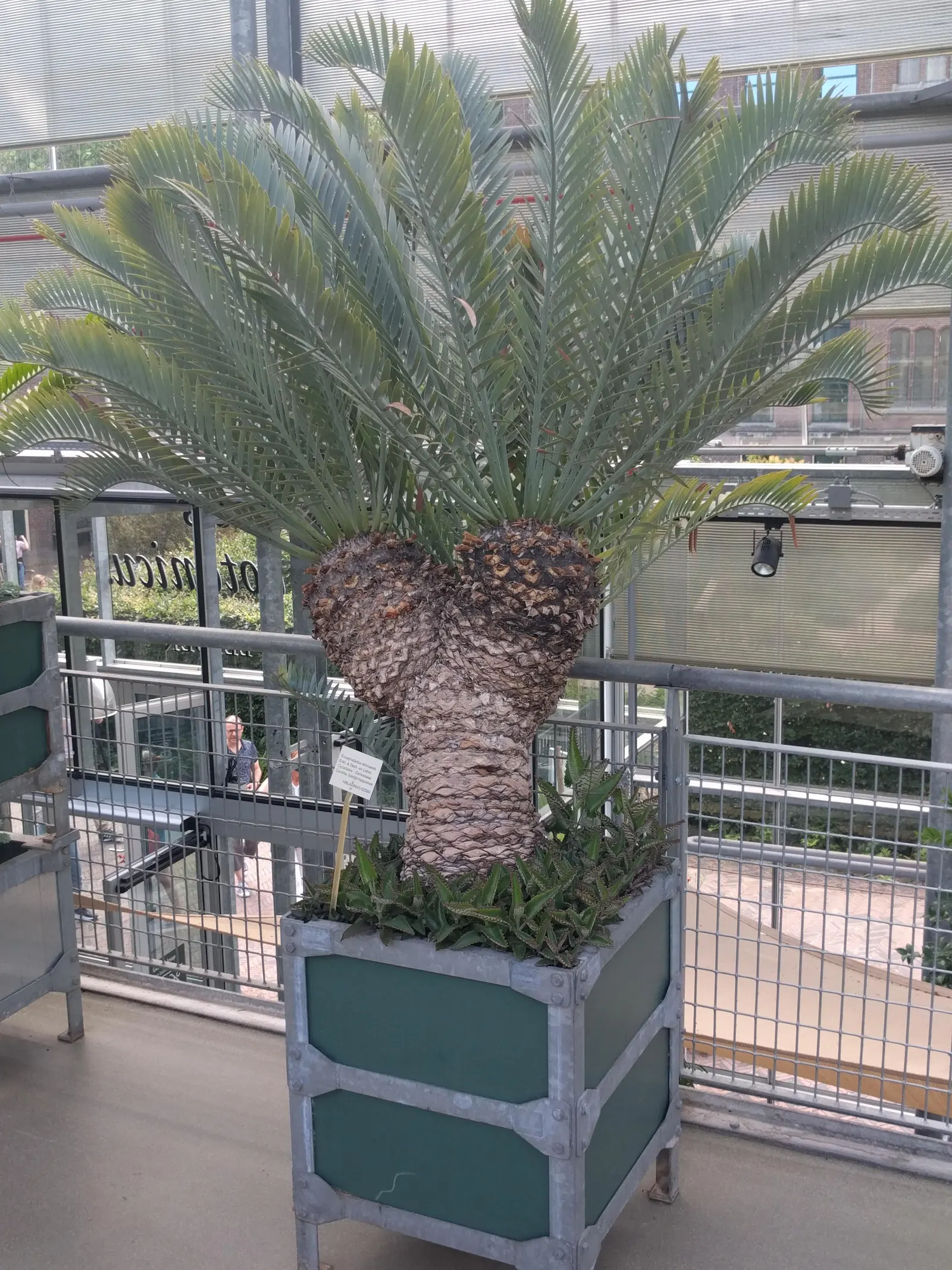 Karoo Cycad (Encephalartos Lehmannii) — especially when juxtaposed with softer