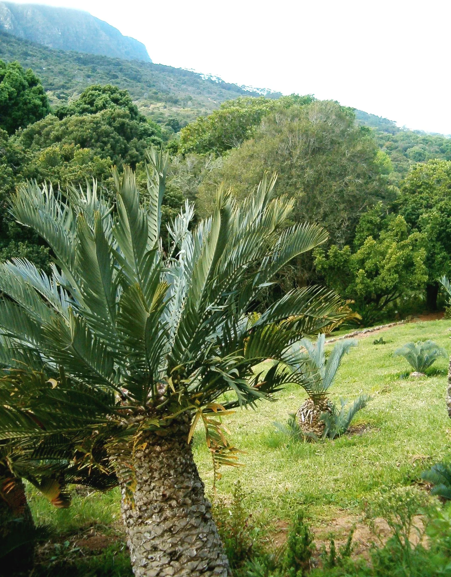 Karoo Cycad (Encephalartos Lehmannii) — Hardy in zones 9-11, periodic deep watering suffices once established