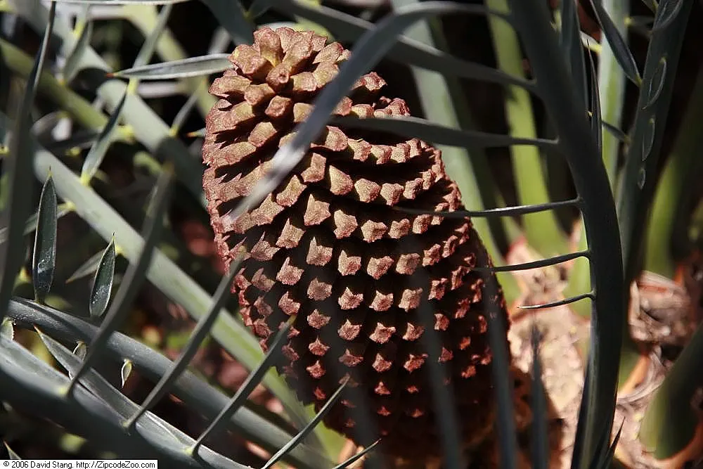 Karoo Cycad (Encephalartos Lehmannii) — It thrives in full sun to partial shade and requires well-draining soil to prevent root rot