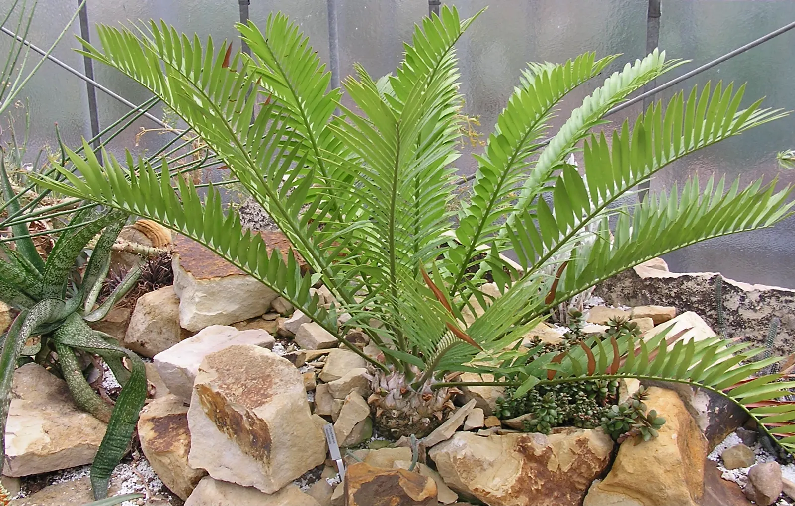 Karoo Cycad (Encephalartos Lehmannii) — some rare specimens may extend up to 6 to 7 feet