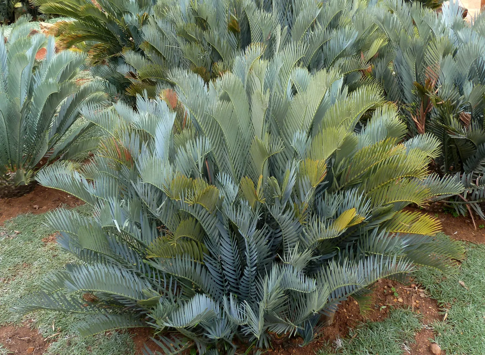 Karoo Cycad (Encephalartos Lehmannii) — The trunk's diameter typically spans around 1.5 to 2 feet