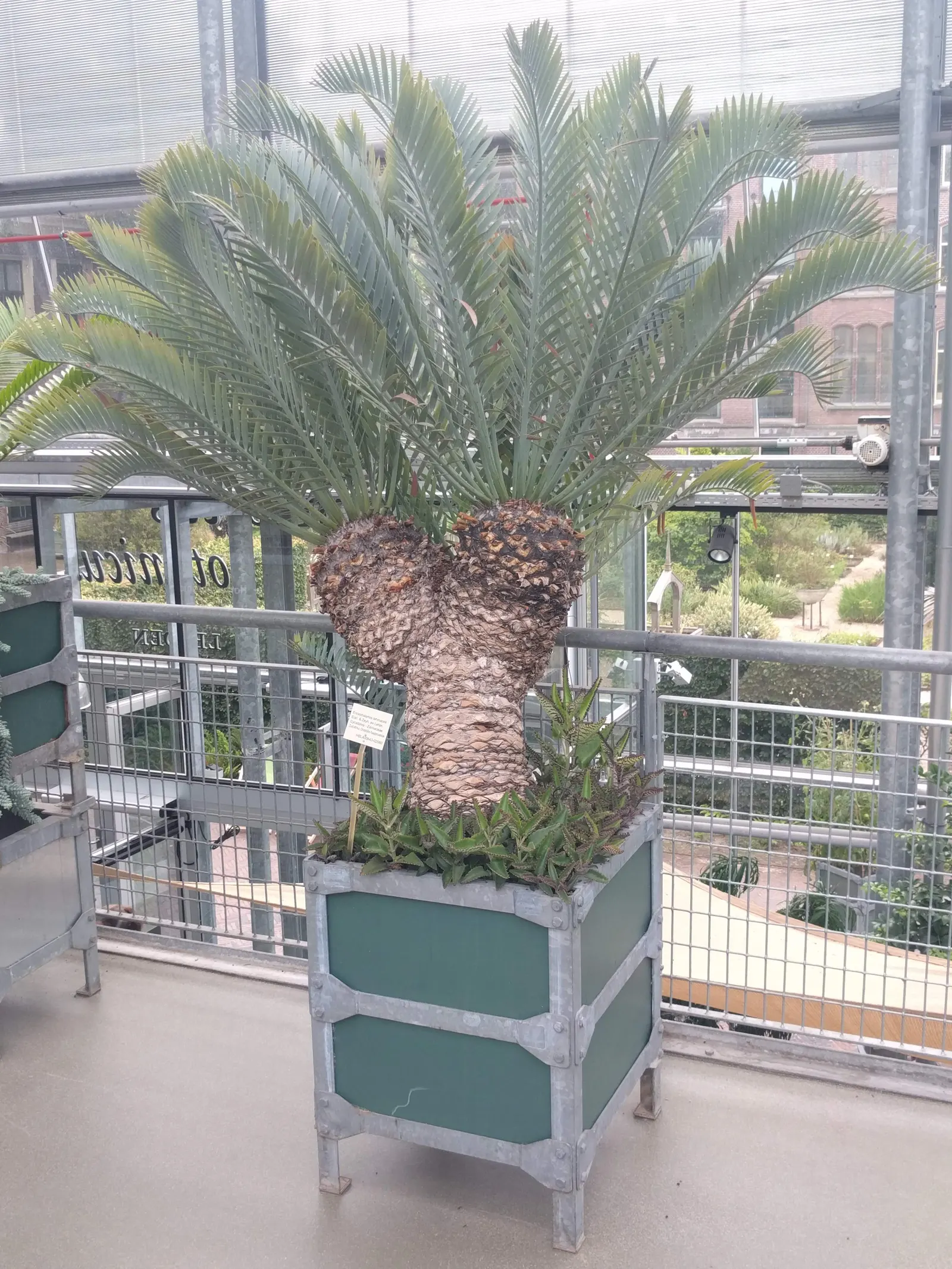 Karoo Cycad (Encephalartos Lehmannii) — The Karoo Cycad (Encephalartos lehmannii) is a drought-tolerant South African native