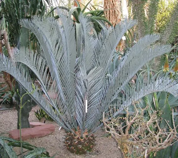 Karoo Cycad (Encephalartos Lehmannii) — slow-release fertilizer can help sustain its vitality.<br><br>Both aesthetically appealing and low-maintenance