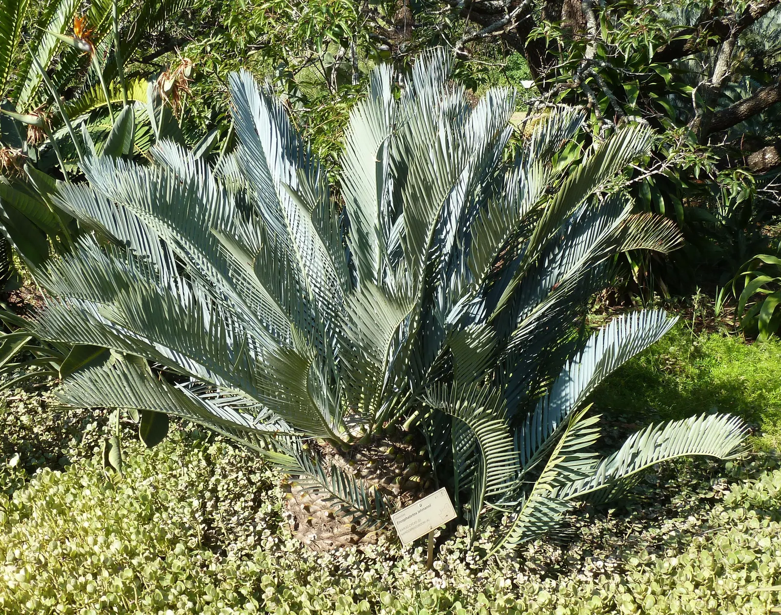Karoo Cycad (Encephalartos Lehmannii) — This slow-growing cycad reaches up to 4-6 feet in height and 3-4 feet in width; some rare specimens may extend up to 6