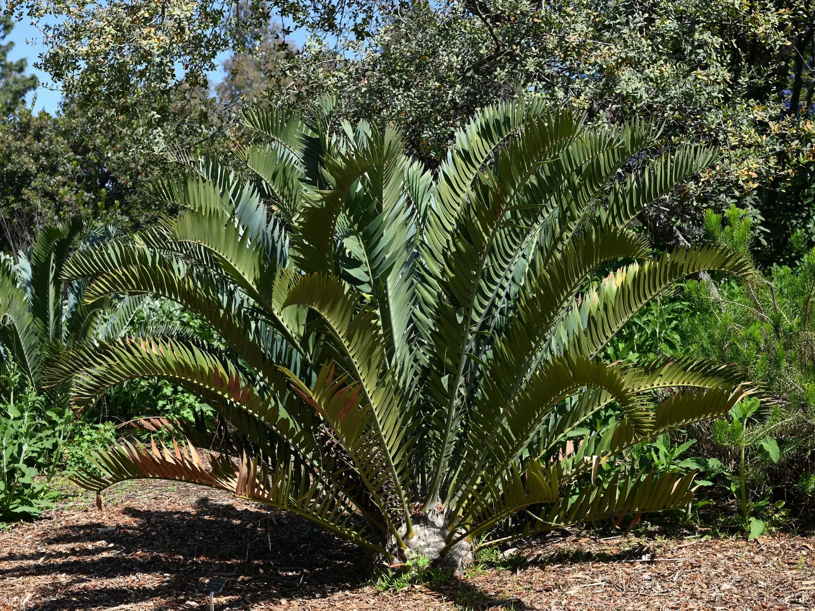 Karoo Cycad (Encephalartos Lehmannii) — is a prehistoric and architecturally striking plant native to the Eastern Cape Province of South Africa