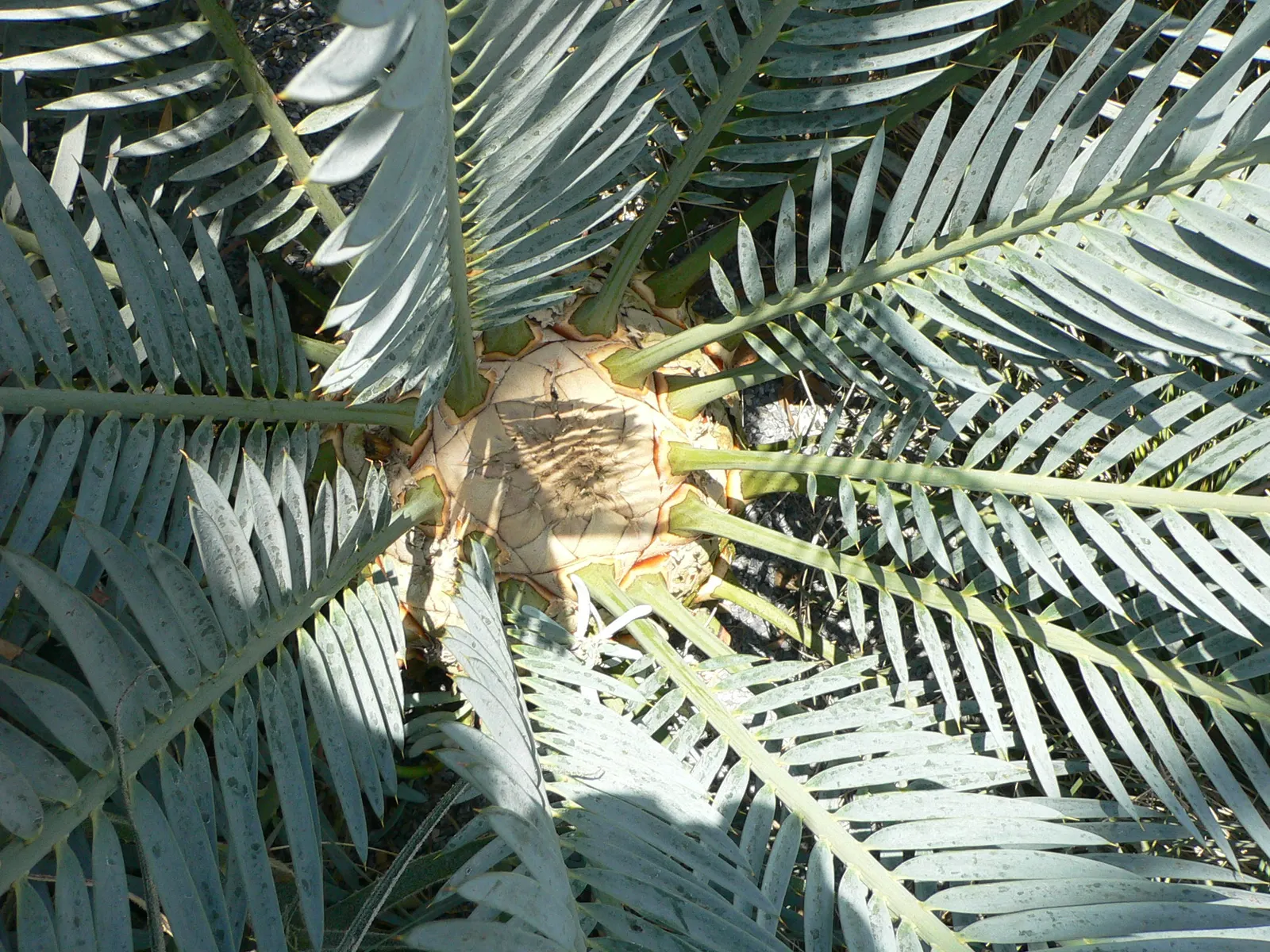 Karoo Cycad (Encephalartos Lehmannii) — these leaves contribute a striking contrast to any landscape design