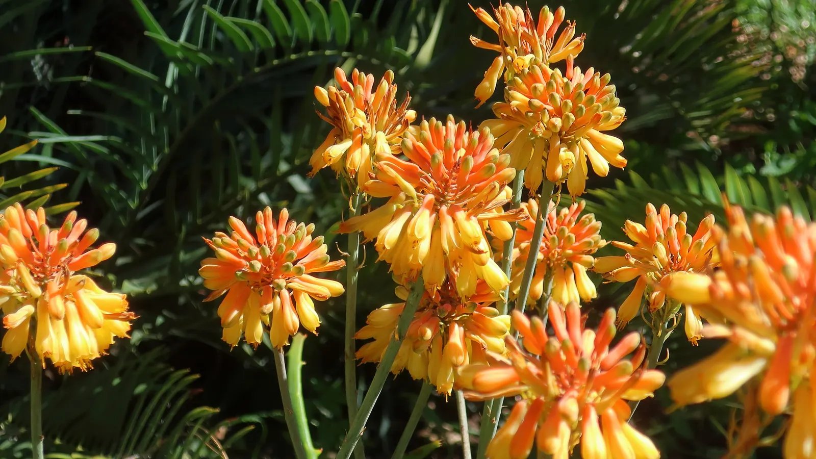 Karoo Cycad (Encephalartos Lehmannii) — Preferring well-drained soil and full sun, it's an excellent focal point for xeriscapes