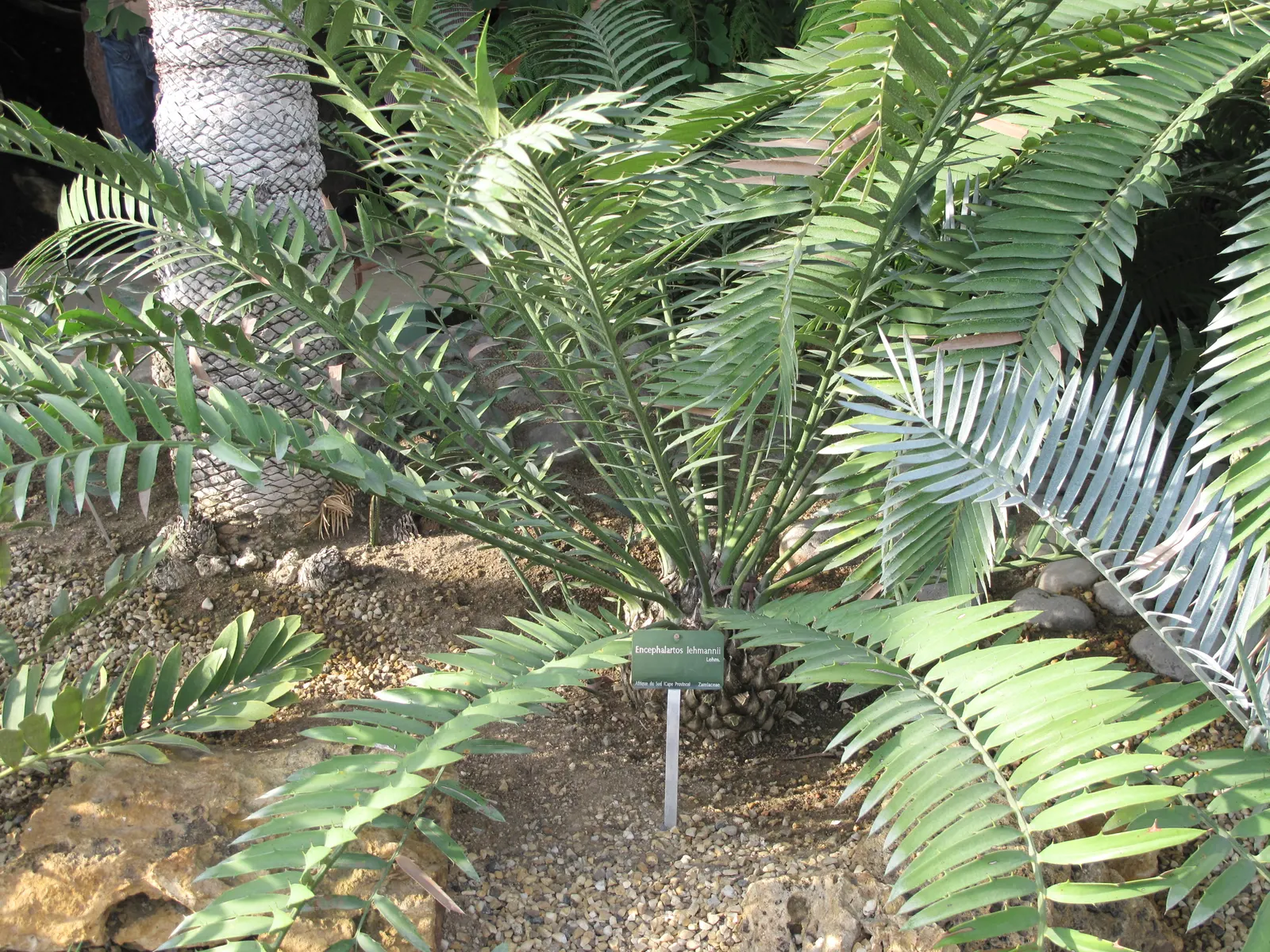 Karoo Cycad (Encephalartos Lehmannii) — A periodic application of a balanced