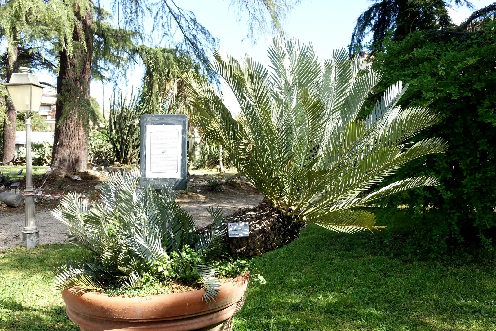Karoo Cycad (Encephalartos Lehmannii) — the Karoo Cycad is dioecious