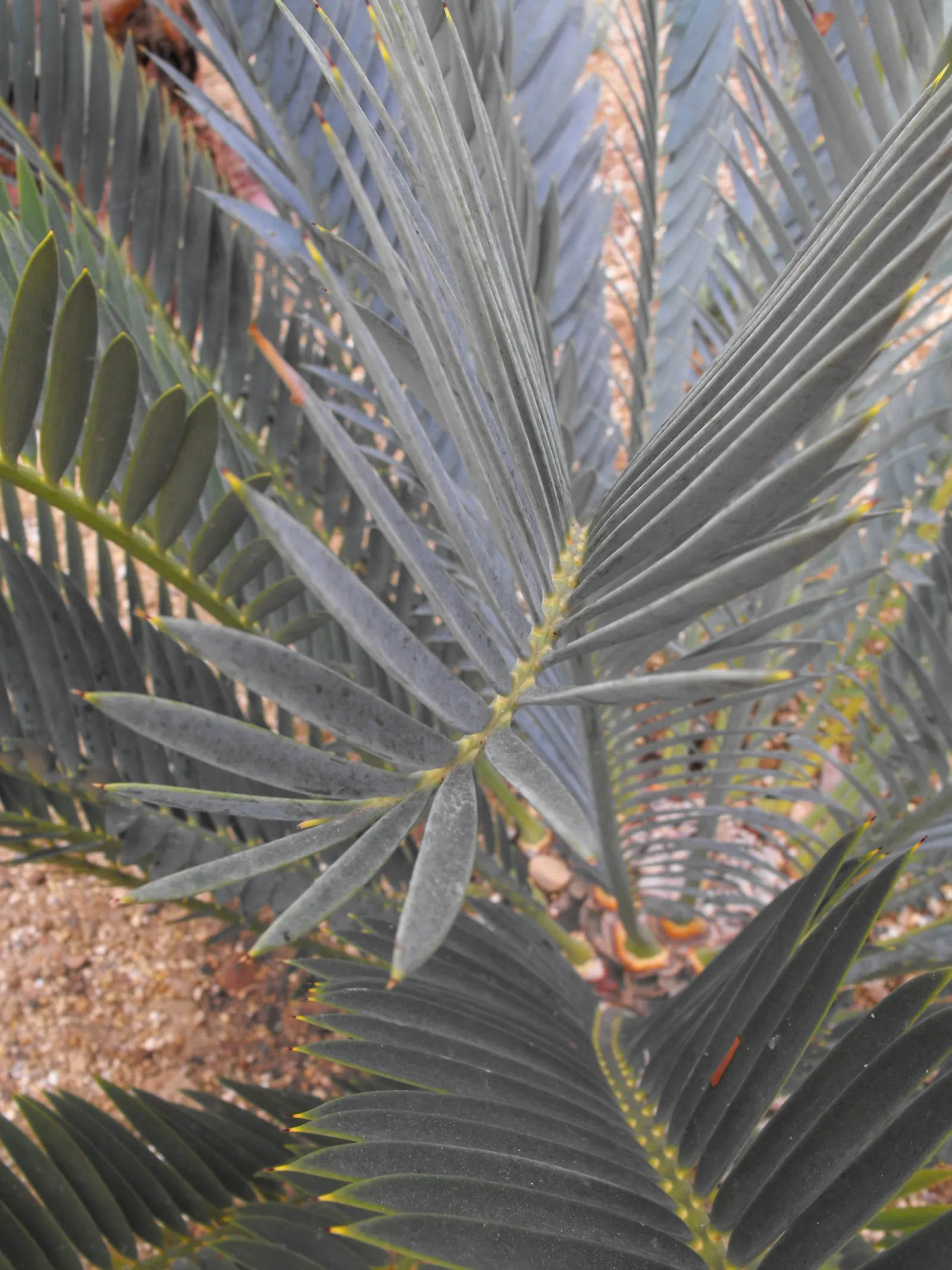 Karoo Cycad (Encephalartos Lehmannii) — The Karoo Cycad (Encephalartos lehmannii) is a drought-tolerant South African native; preferring well-drained soil and