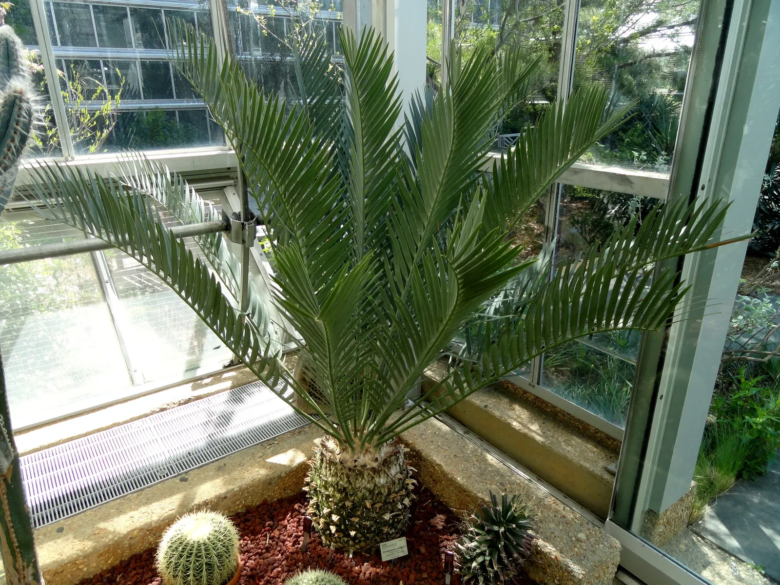 Karoo Cycad (Encephalartos Lehmannii) — making it an admirable choice for xeriscaping or arid garden themes