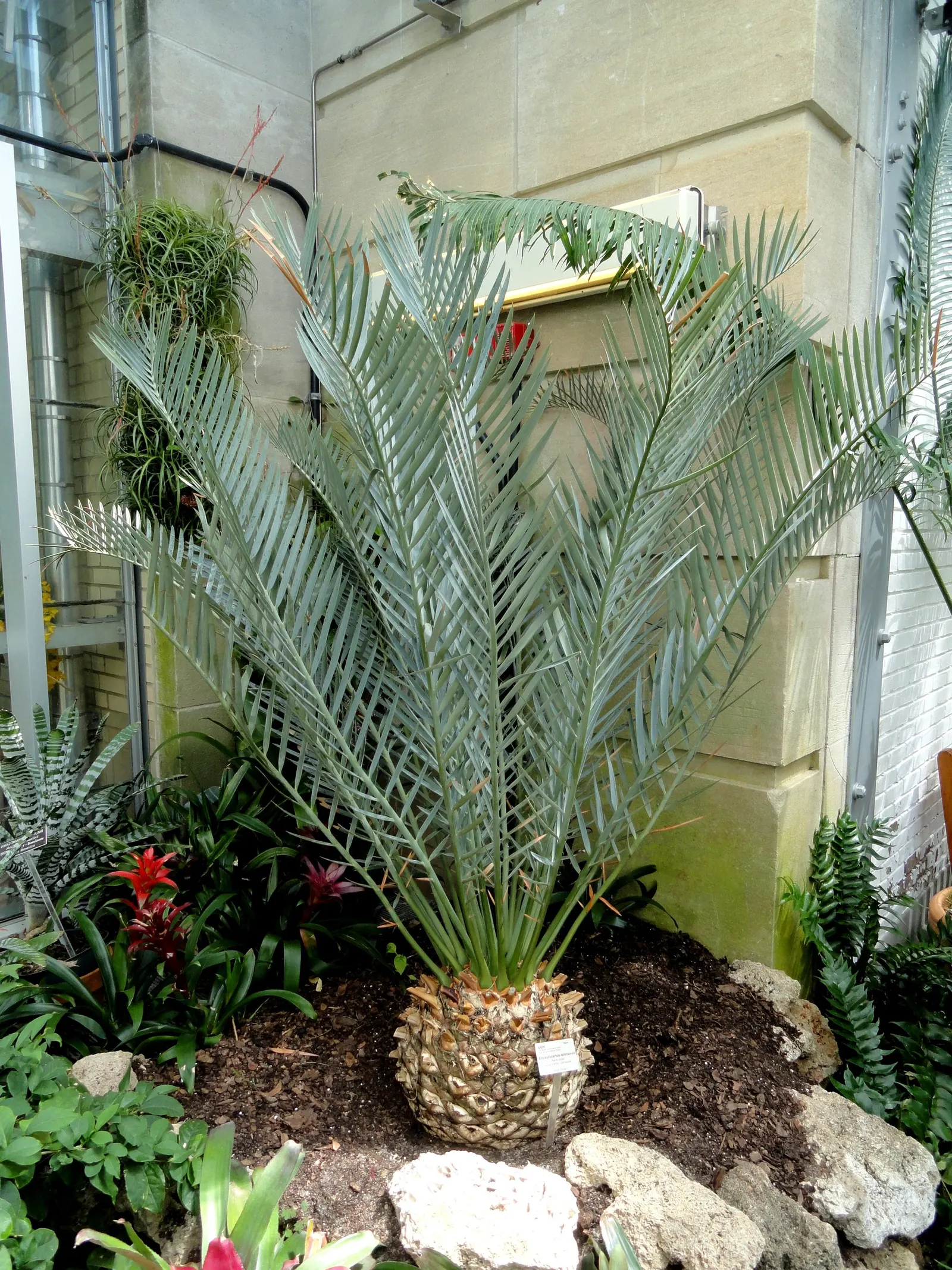 Karoo Cycad (Encephalartos Lehmannii) — this cycad is an exemplary specimen