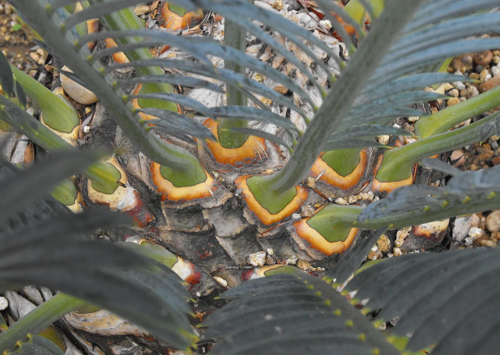 Karoo Cycad (Encephalartos Lehmannii) — palm for half