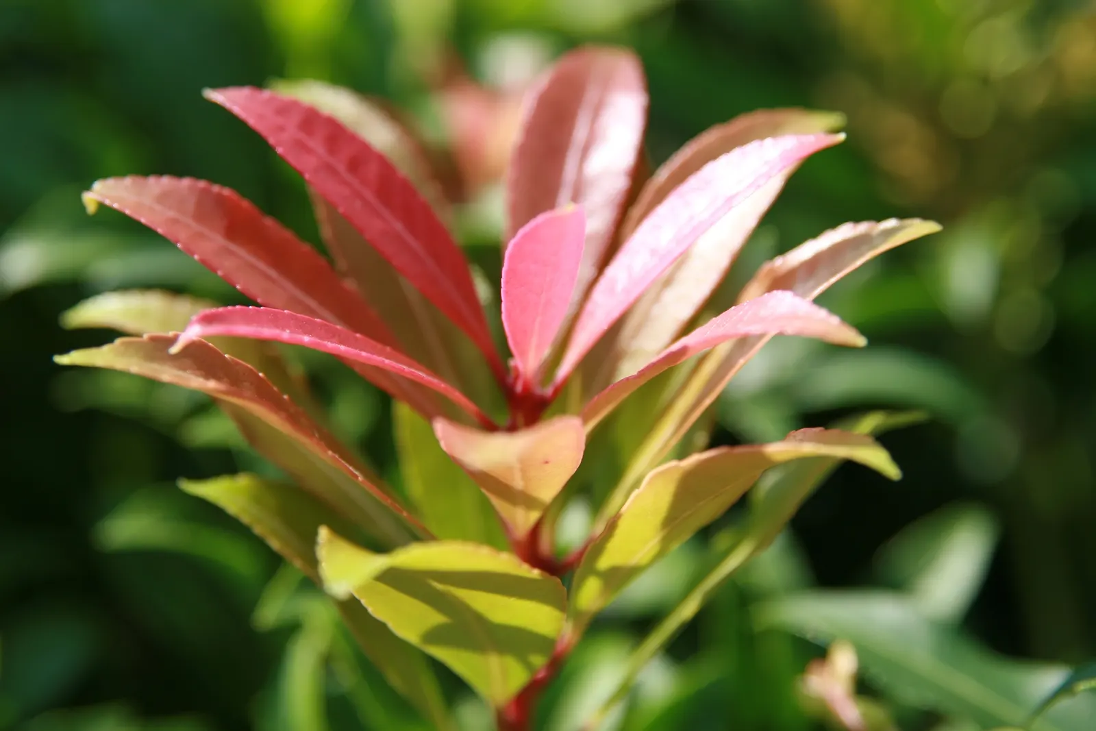 Flame Of The Forest Pieris (Pieris Japonica 'Forest Flame') — gradually transitioning through shades of pink