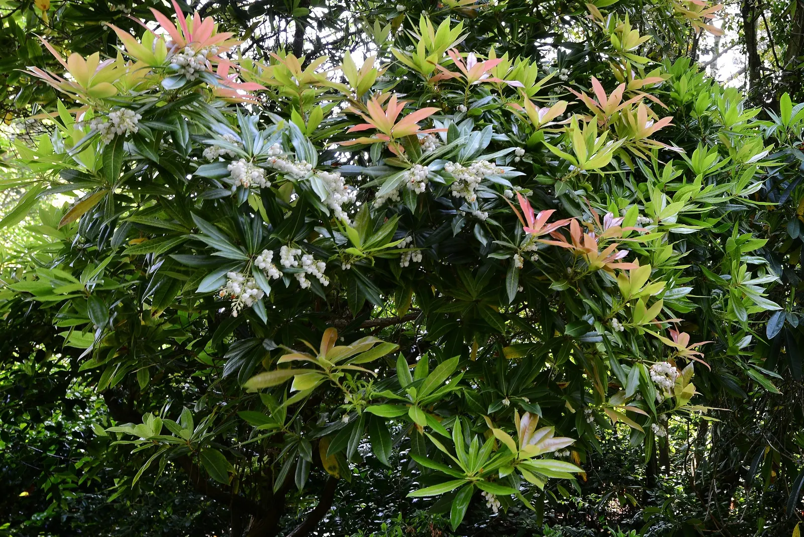 Flame Of The Forest Pieris (Pieris Japonica 'Forest Flame') — commonly referred to as Flame of the Forest or Japanese Andromeda