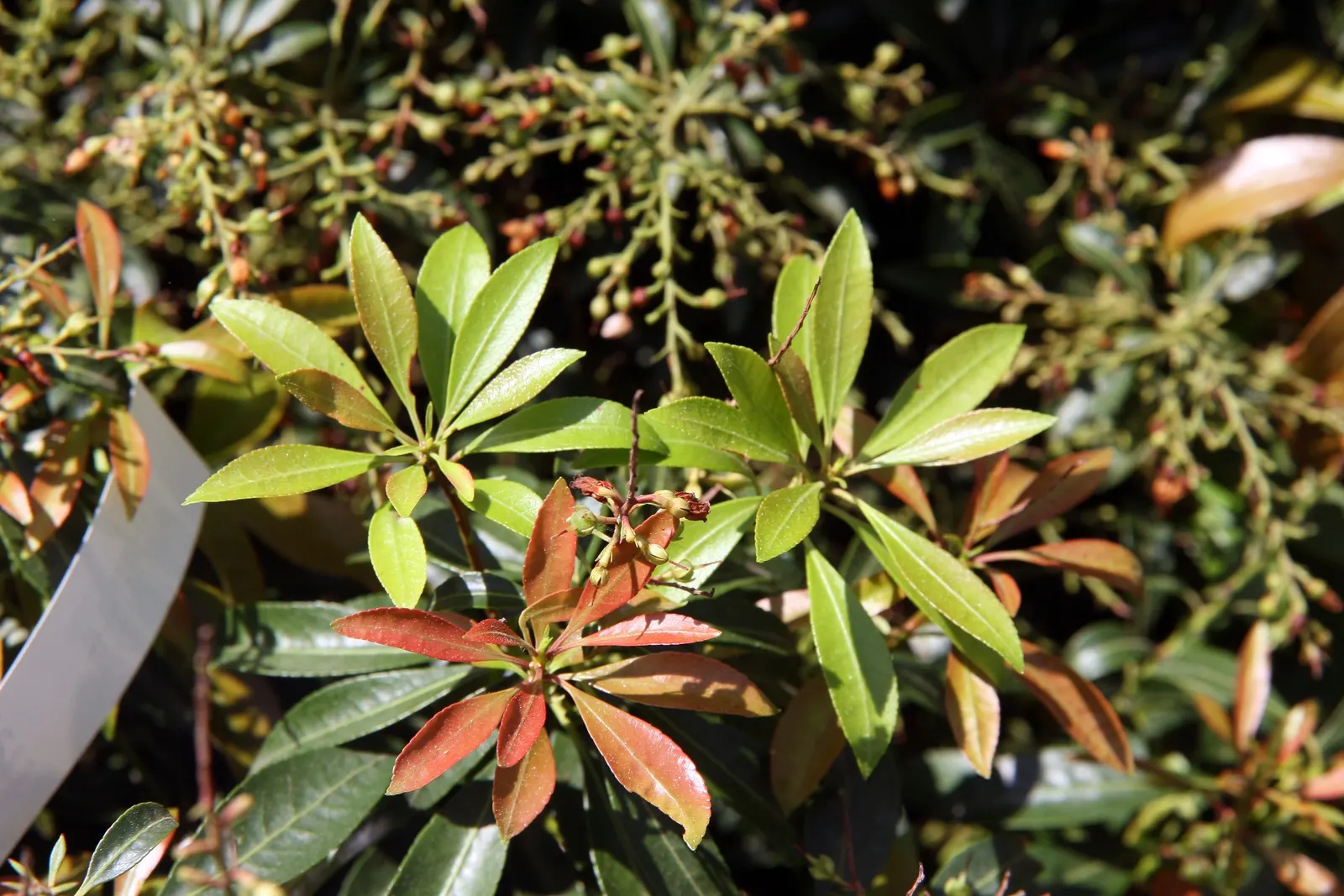 Flame Of The Forest Pieris (Pieris Japonica 'Forest Flame') — boasting striking red new growth that matures to pink
