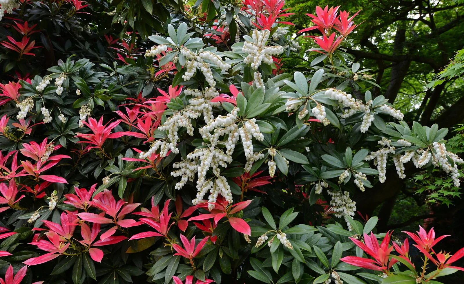 Flame Of The Forest Pieris (Pieris Japonica 'Forest Flame') — The new growth emerges with a fiery red