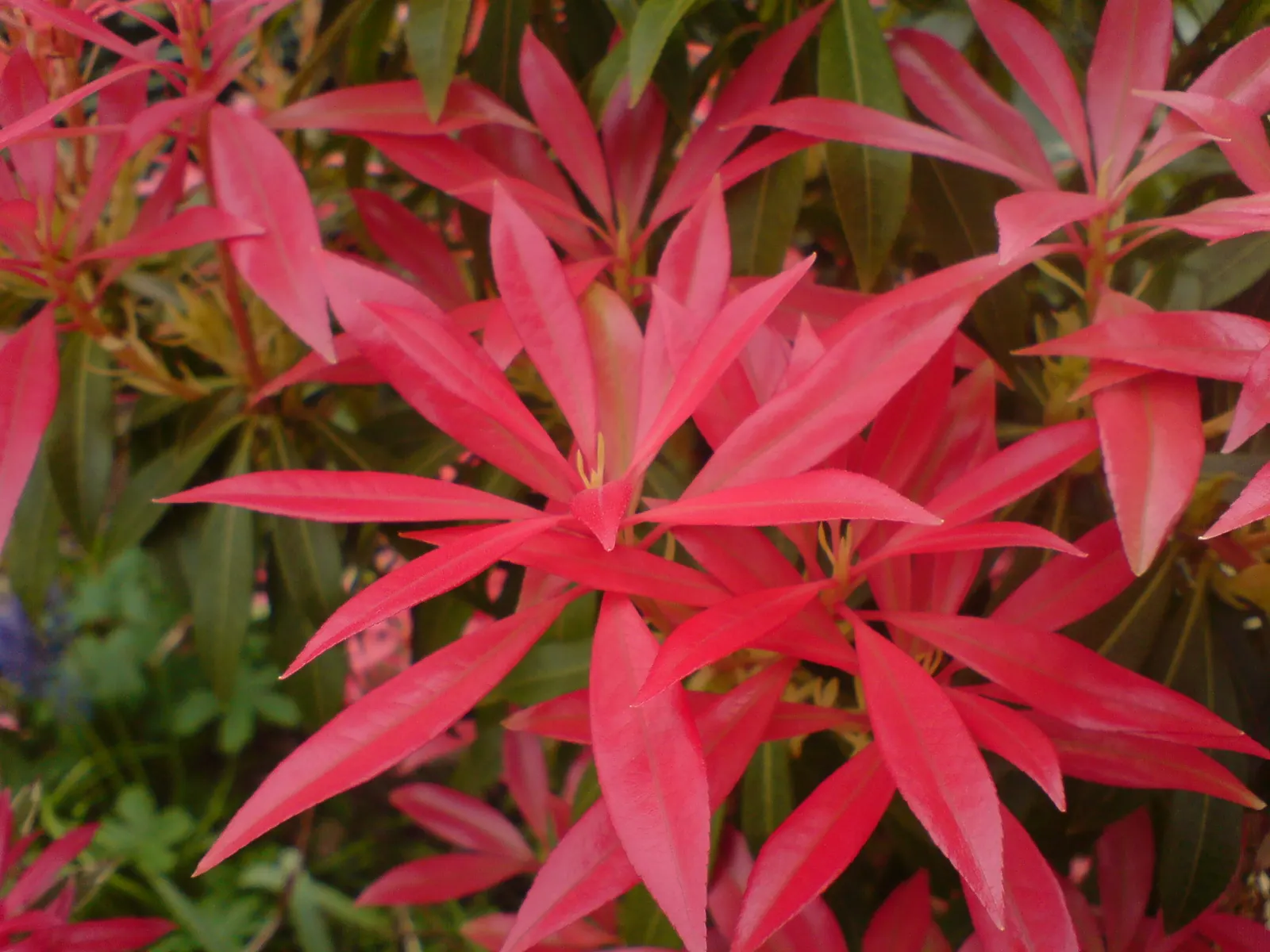 Flame Of The Forest Pieris (Pieris Japonica 'Forest Flame') — Maturing to 6-8 ft tall and 3-4 ft wide, it's ideal for adding multi-season interest to shade