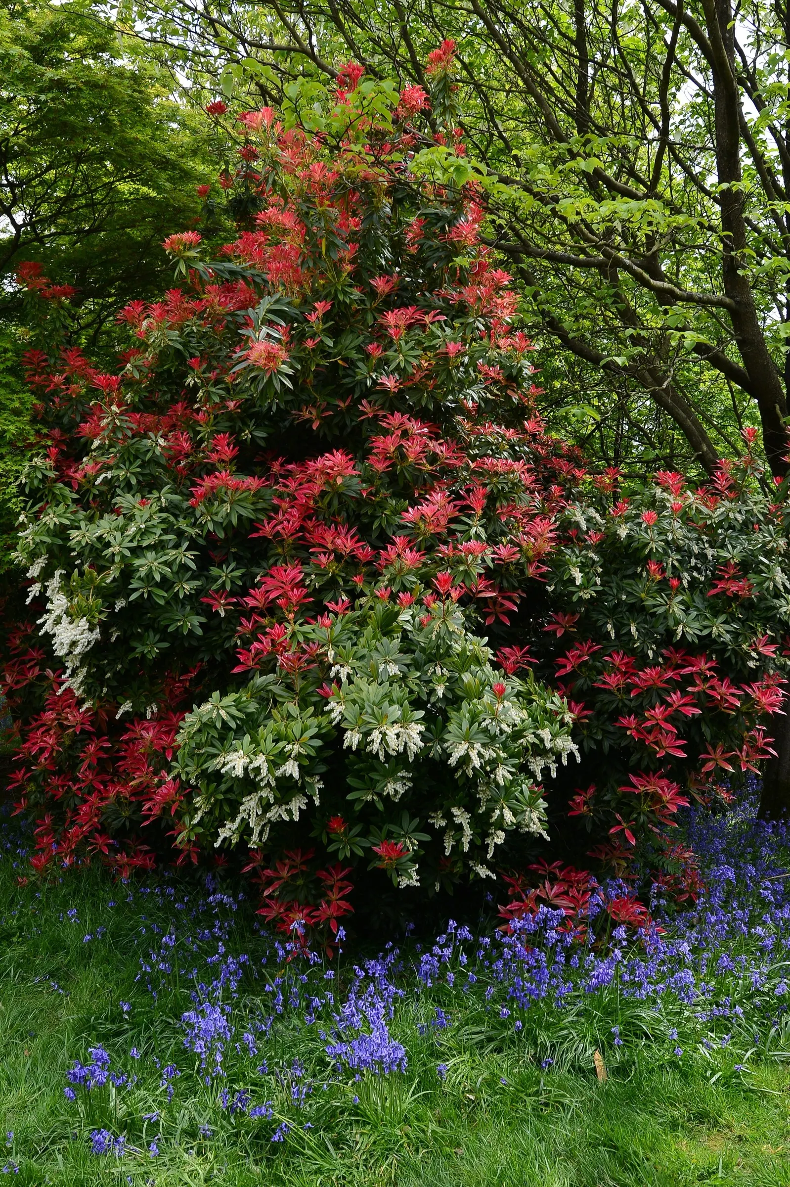 Flame Of The Forest Pieris (Pieris Japonica 'Forest Flame') — Standing at a mature height of 6 to 8 feet and spreading to a width of 4 to 6 feet