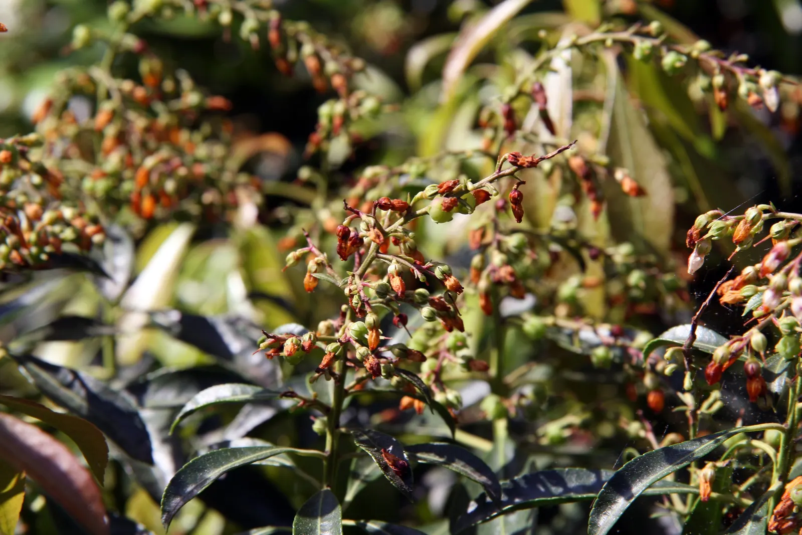 Flame Of The Forest Pieris (Pieris Japonica 'Forest Flame') — This ornamental variety thrives in partial shade and well-drained, acidic soil