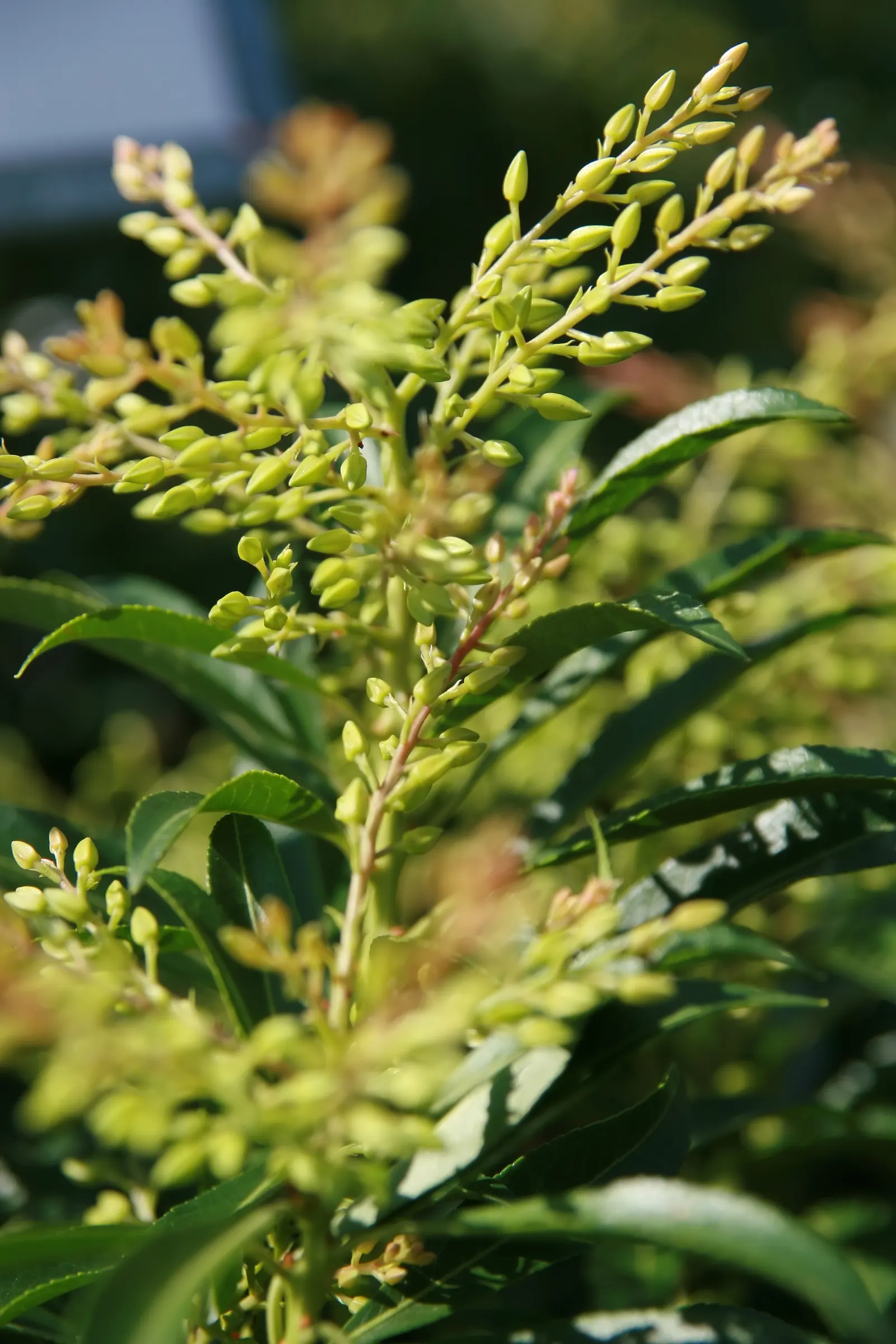 Flame Of The Forest Pieris (Pieris Japonica 'Forest Flame') — Spring bell-shaped white blossoms add allure, attracting pollinators