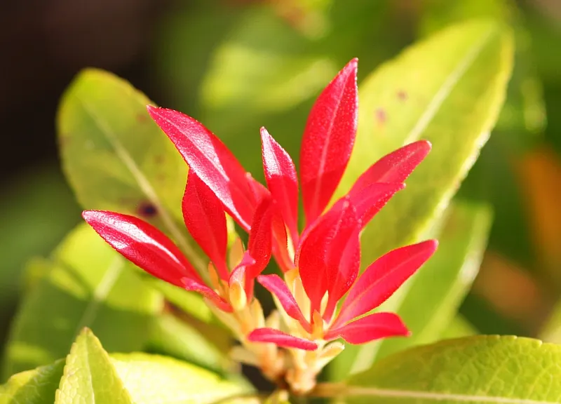 Flame Of The Forest Pieris (Pieris Japonica 'Forest Flame') — Hardy in zones 5-8, it requires minimal pruning