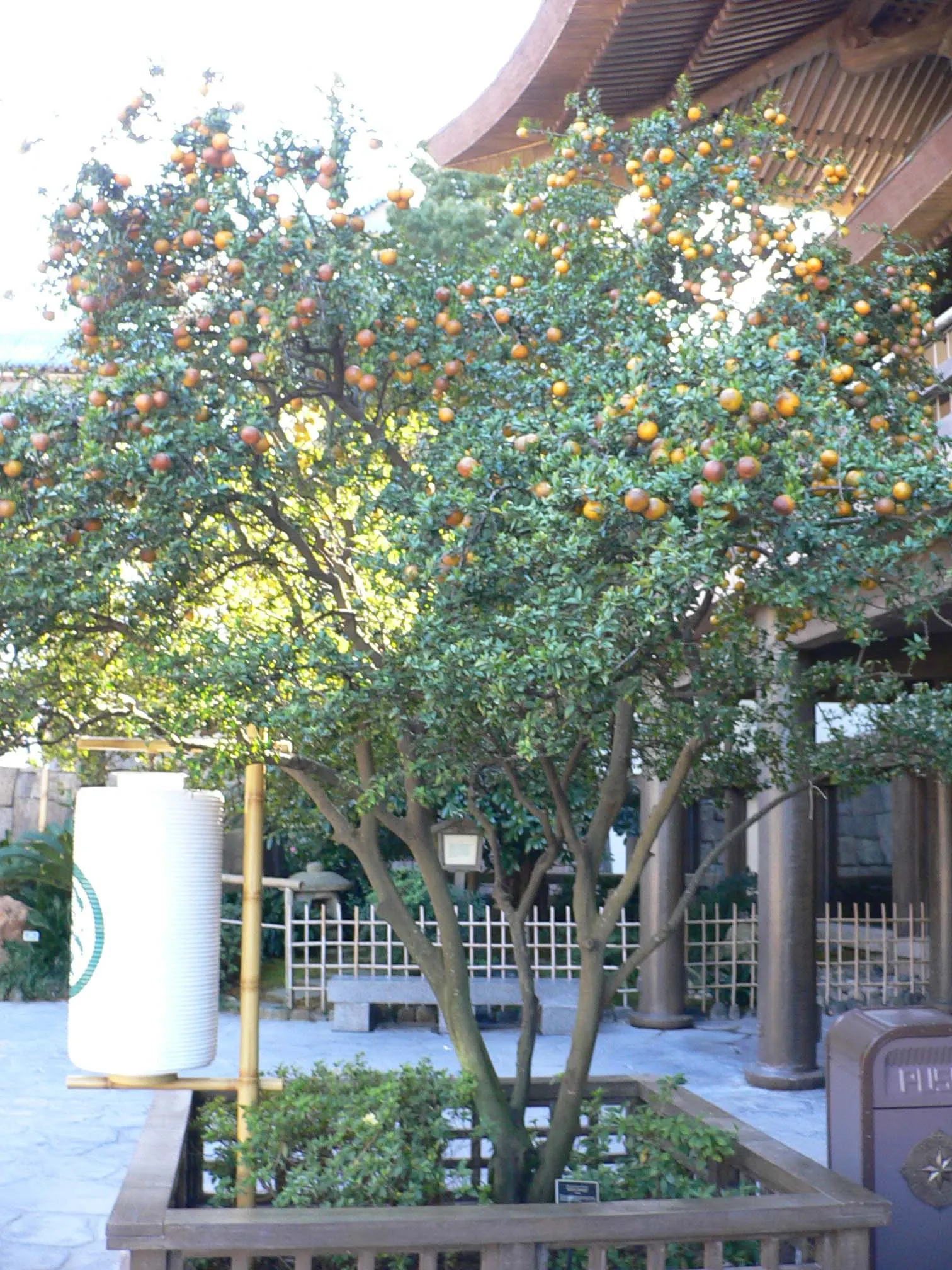 Bitter Orange (Citrus Aurantium) — and range from 2 to 4 inches long.<br><br>In spring, image 41