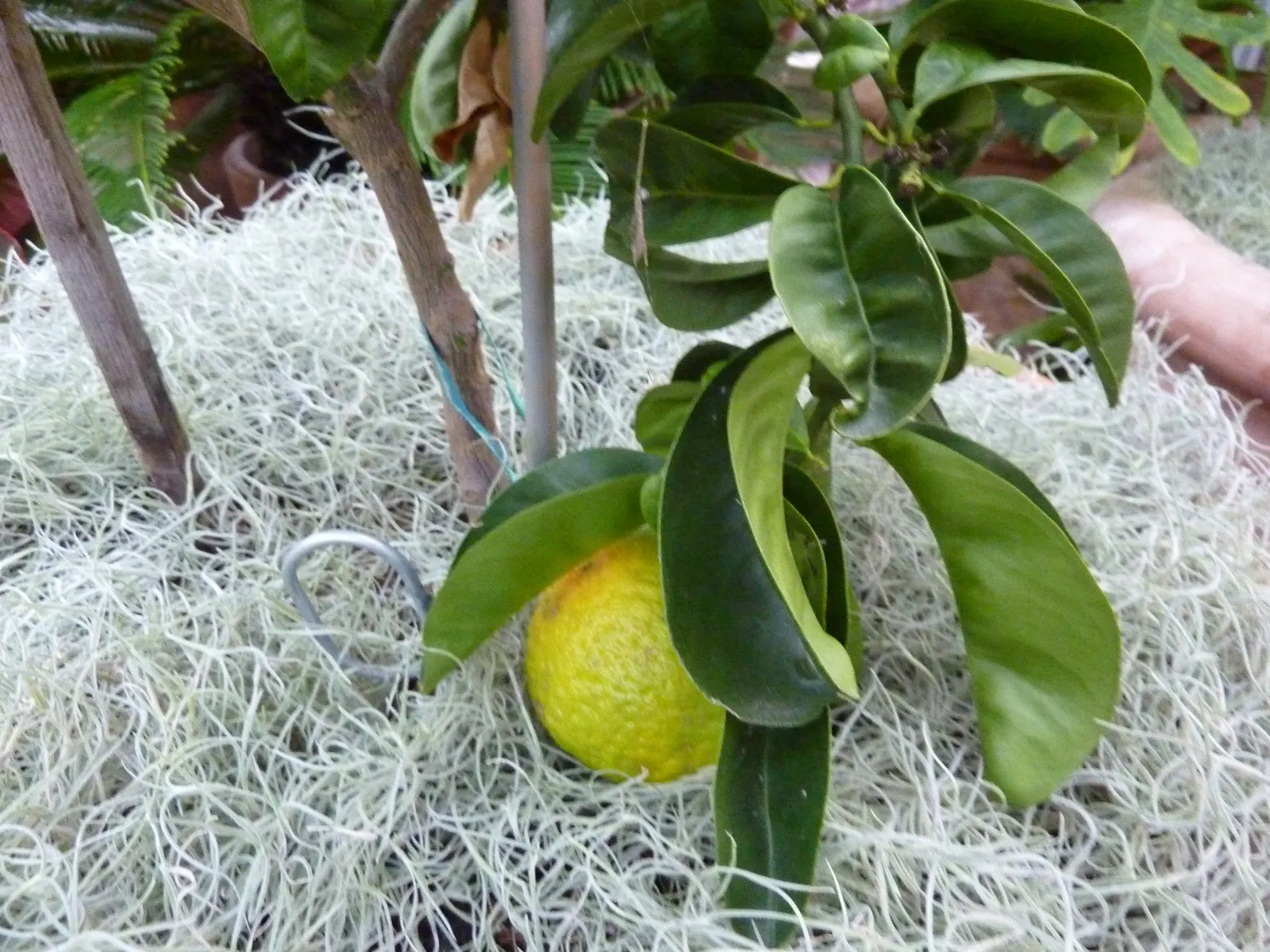 Bitter Orange (Citrus Aurantium) — featuring highly fragrant white blossoms and glossy; thick rind that holds a bounty of highly acidic, image 57