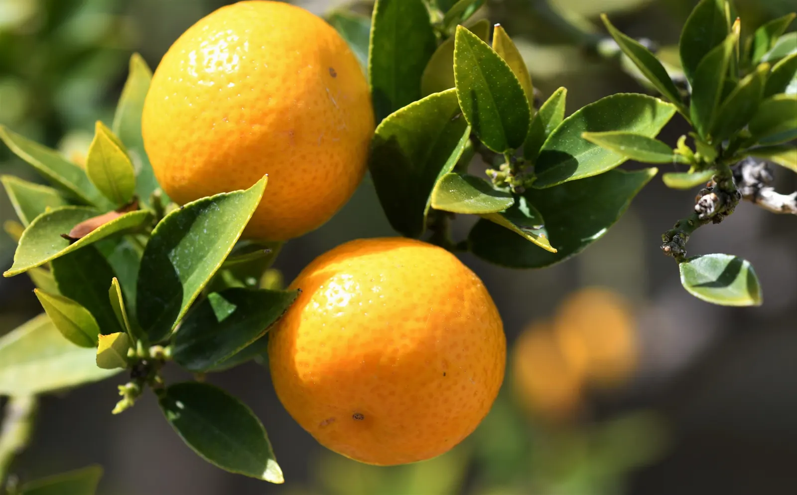 Bitter Orange (Citrus Aurantium) — tree for full; the Bitter Orange tree can tolerate periods of drought once established