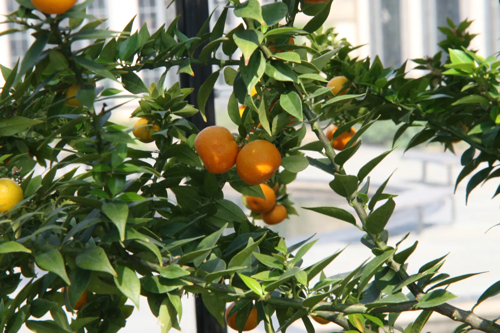 Bitter Orange (Citrus Aurantium) — While not favored for fresh consumption